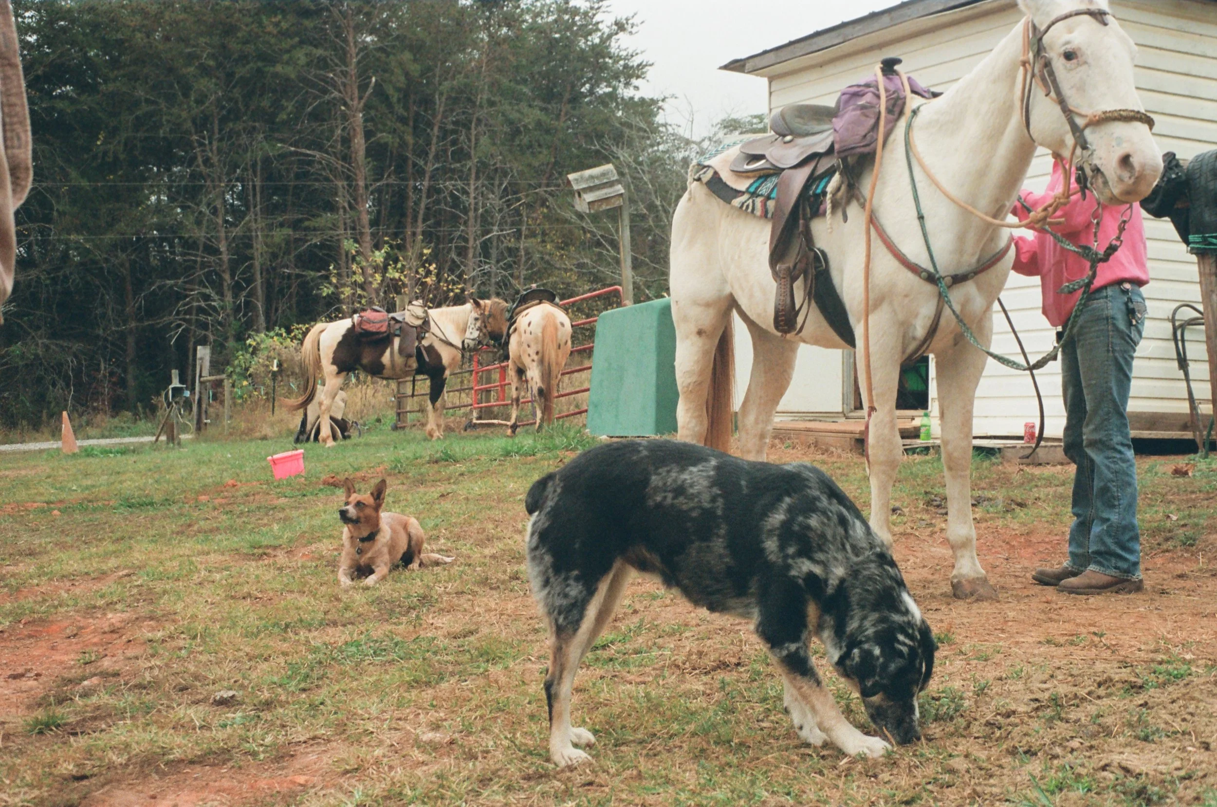 A fenced outdoor area with two horses, one standing with a saddle and a purple bag, and the other with a saddle and blanket, being attended to by a person. In the foreground, a black and white puppy is sniffing the grass, and behind it, a tan puppy is sitting on the ground. The background features trees and a small building.