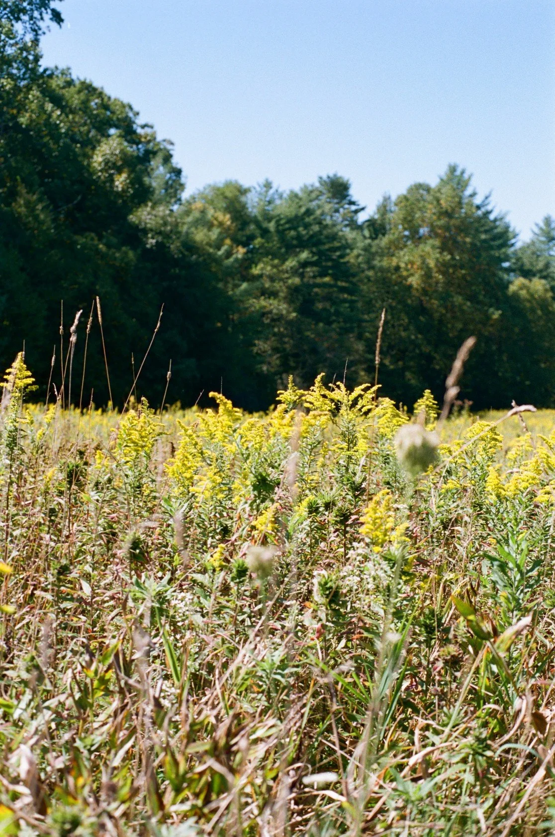 A field of yellow wildflowers with tall green trees in the background under a clear blue sky.
