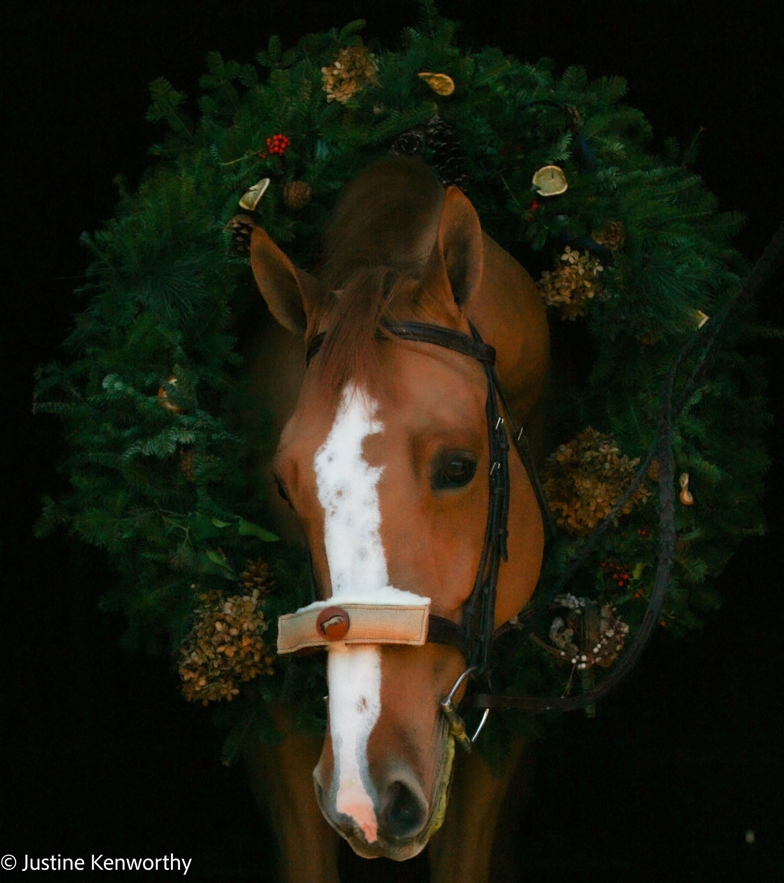 Christmas shoot copy.jpg