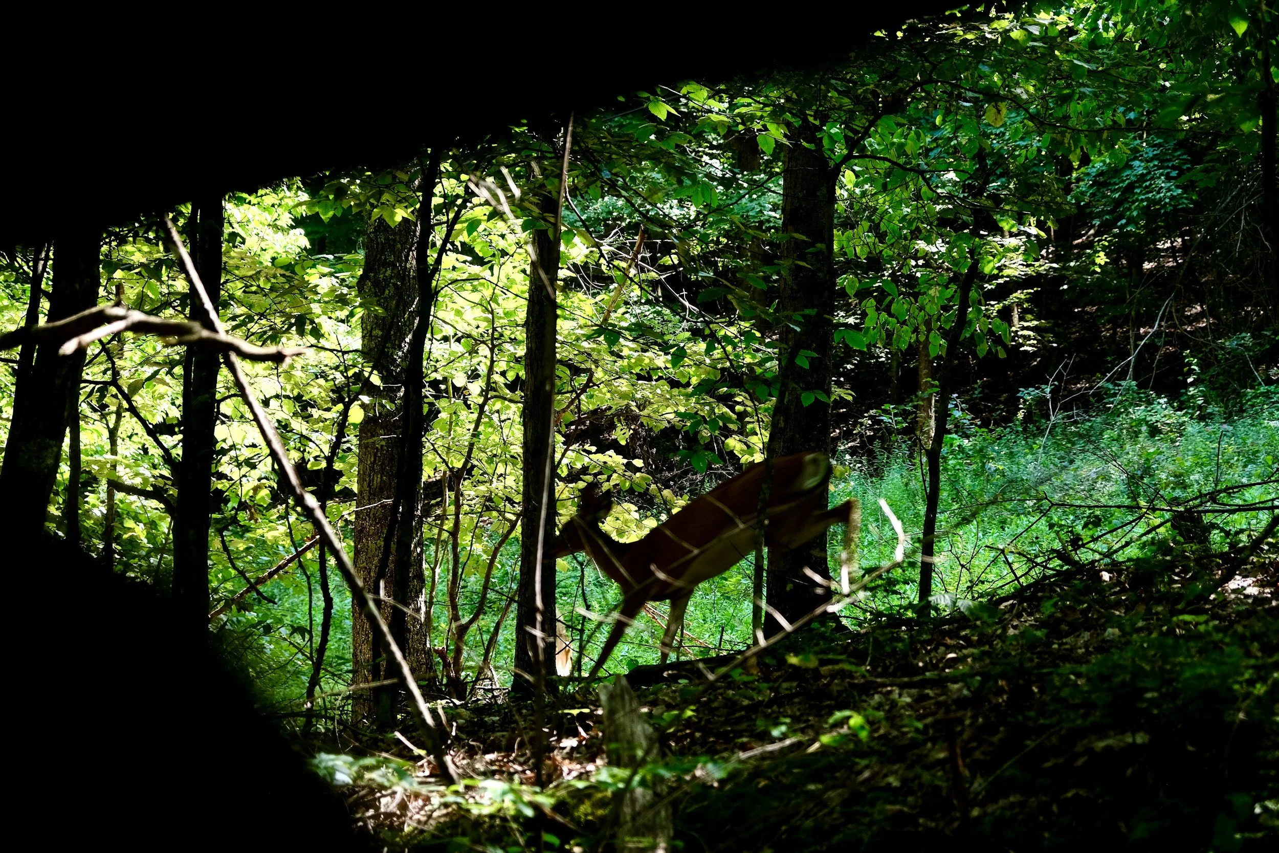 View of a dense green forest through a small opening, possibly a hole or gap in foliage.