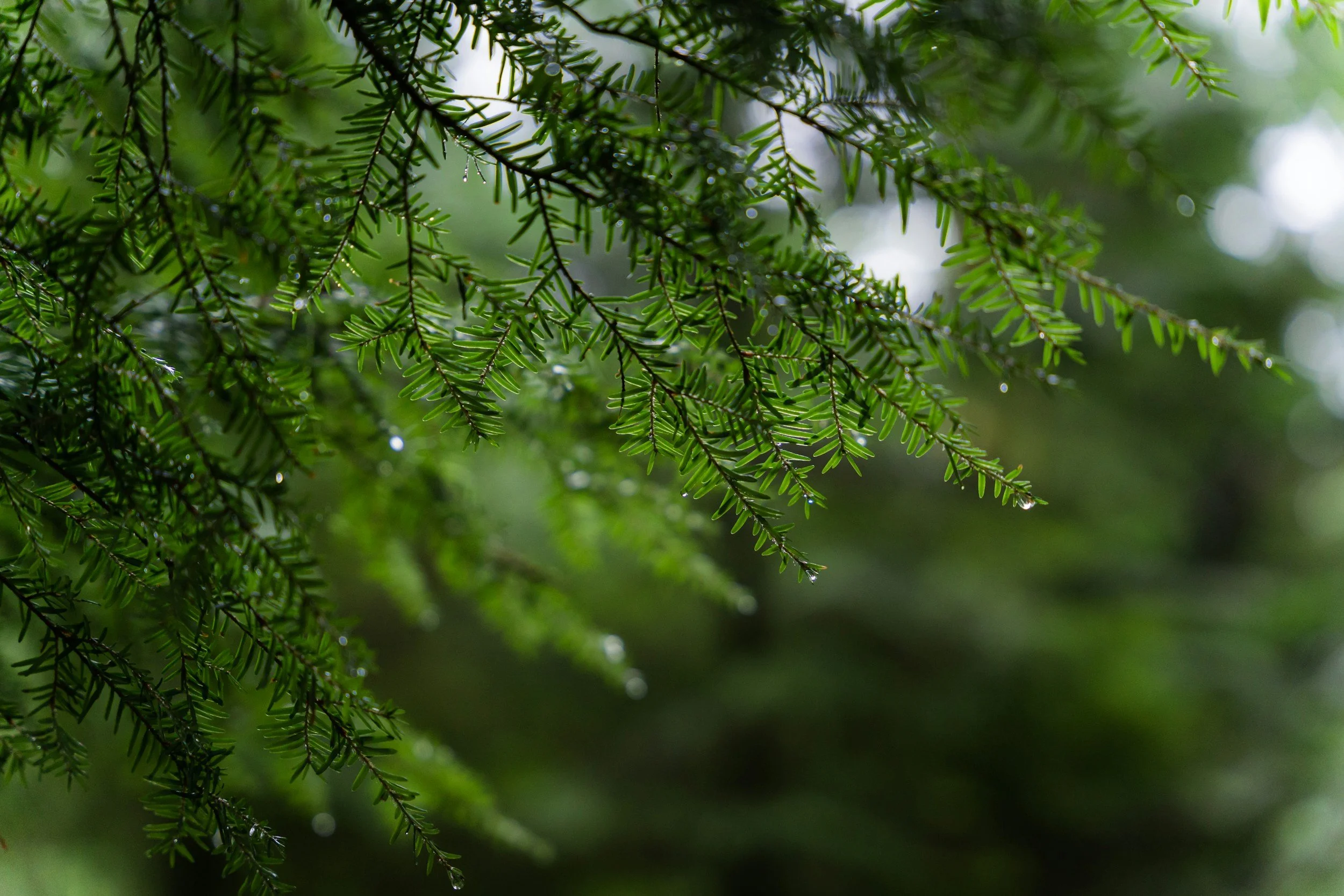Close-up of green pine branches with water droplets on the needles, in a forest or garden setting.