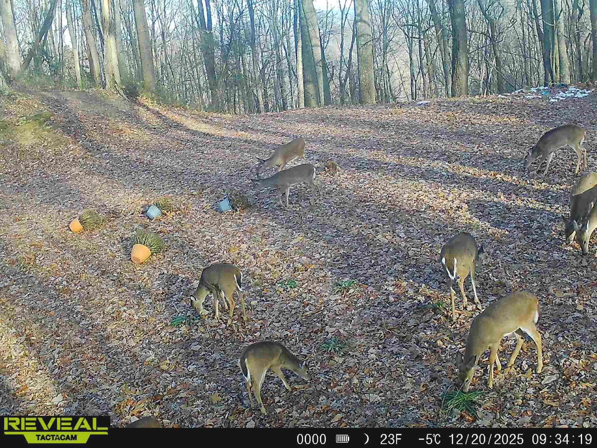Deer grazing on leaves in a wooded area during daytime with trees, leaf-covered ground, and a few scattered objects.