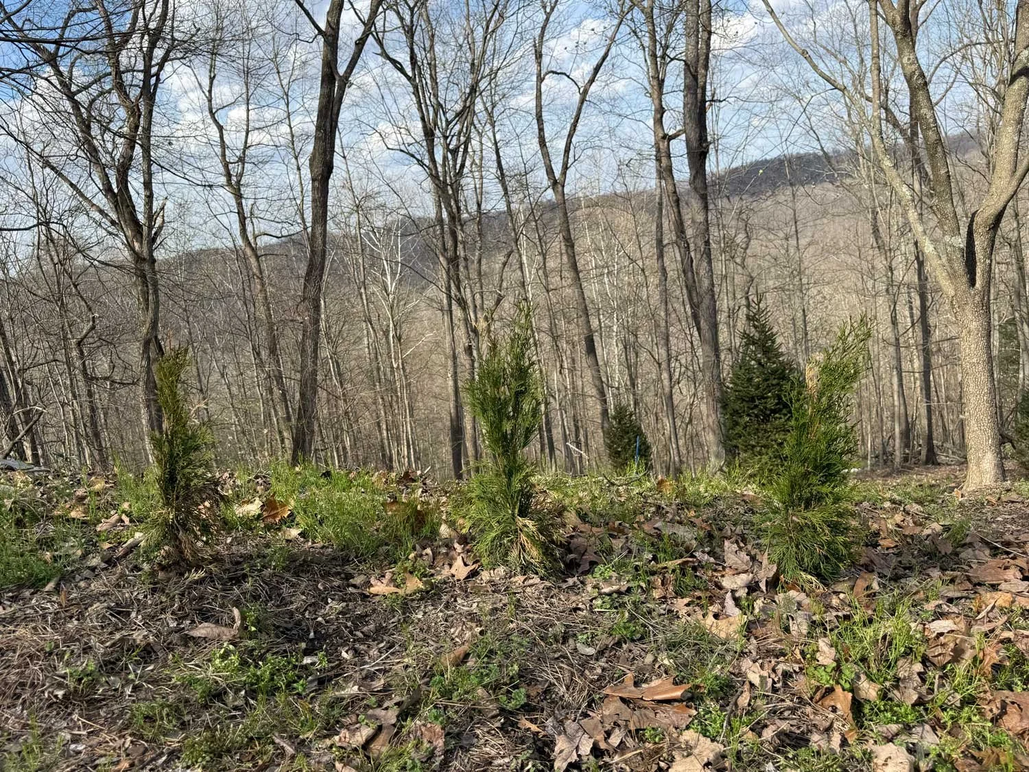 Small evergreen trees or saplings in a wooded area during early spring with leafless trees in the background.