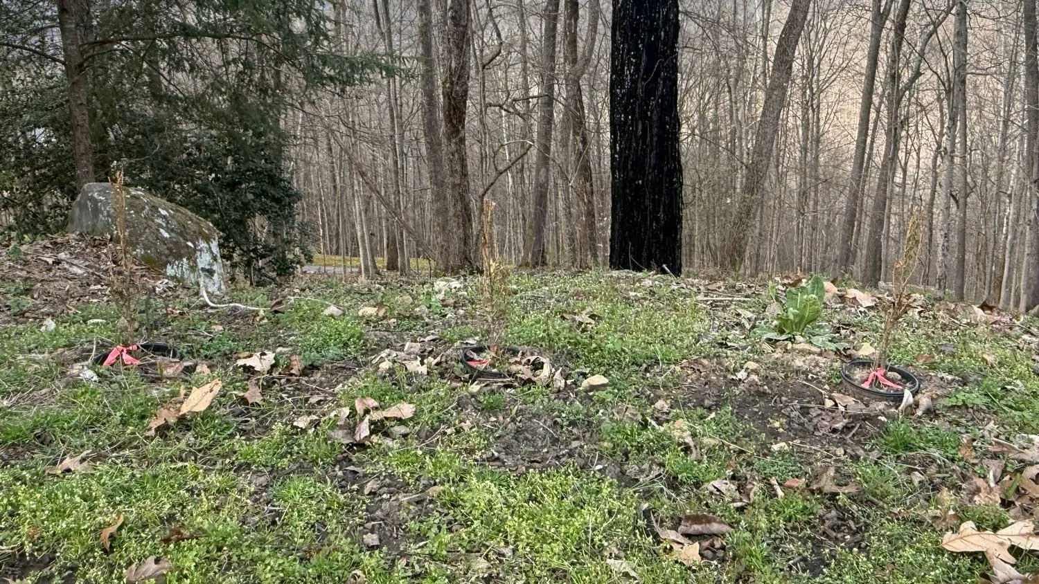 A wooded area with several trees, some green grass and weeds, and remnants of foraged mushrooms with pink ribbons tied around their stalks.