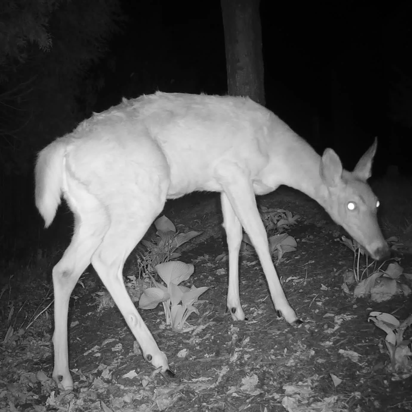 A white dog with glowing eyes outdoors at night, standing on a leaf-covered ground with trees in the background.