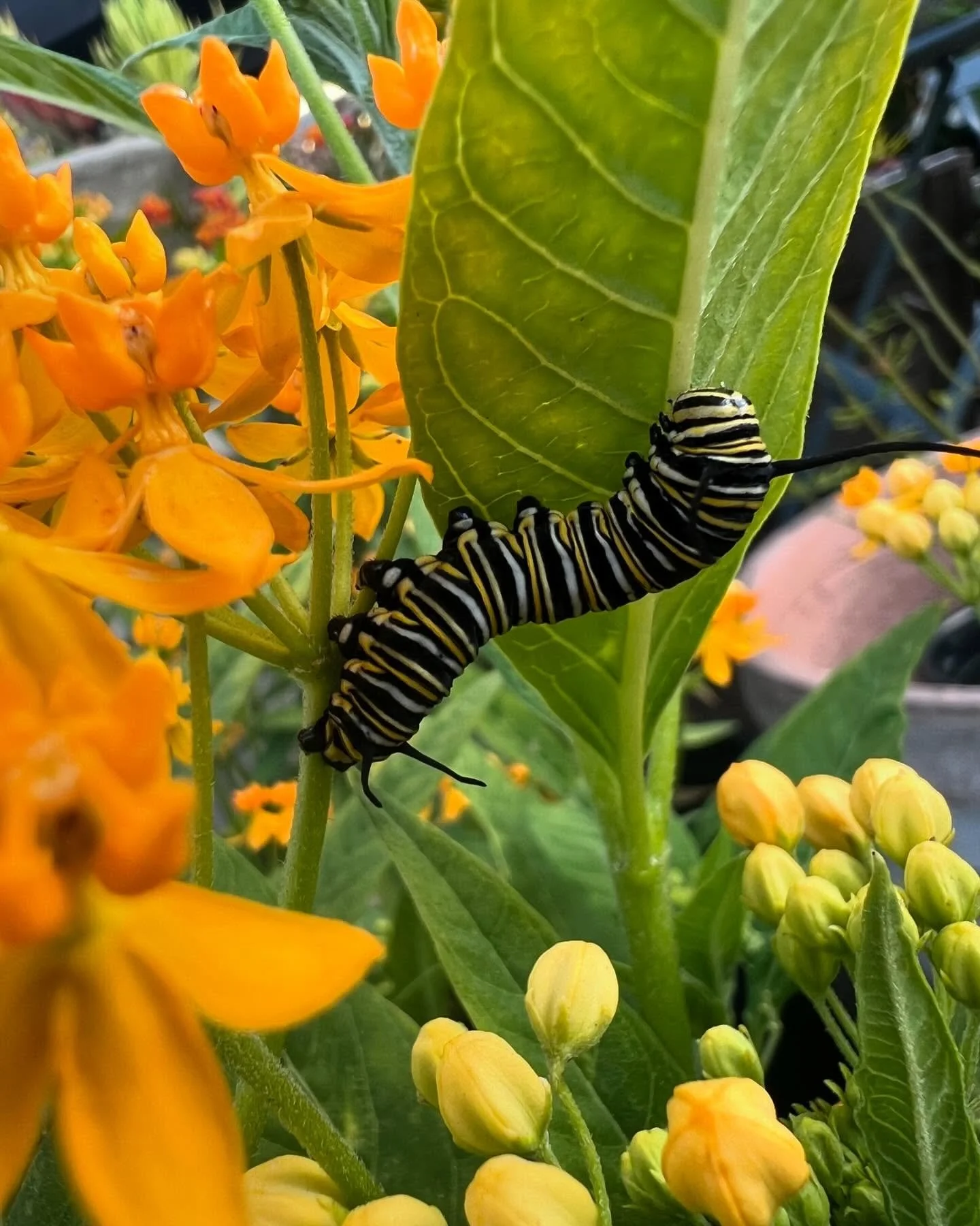 &ldquo;Caterpillars in the house&rdquo;
Come and get some milkweed 🪴. @ THE STAGHORN GARDEN 
2919 Wilshire bl. Santa Monica ca 90403.  let&rsquo;s make caterpillars &amp; butterfly happy 💛