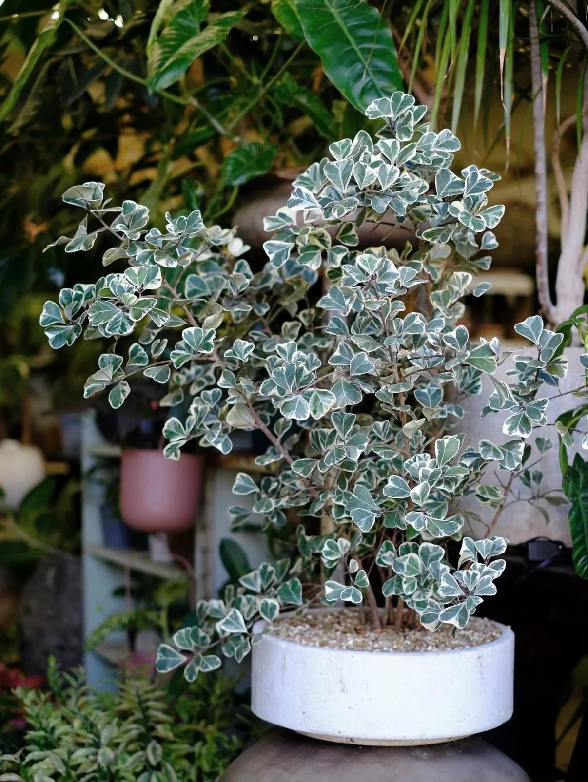 This gorgeous triangularis variegata makes for the perfect indoor plant - eye catching, low maintenance, and compact. Stop by The Staghorn Garden to get yours today! 🪴💫 

📸: @gusacord