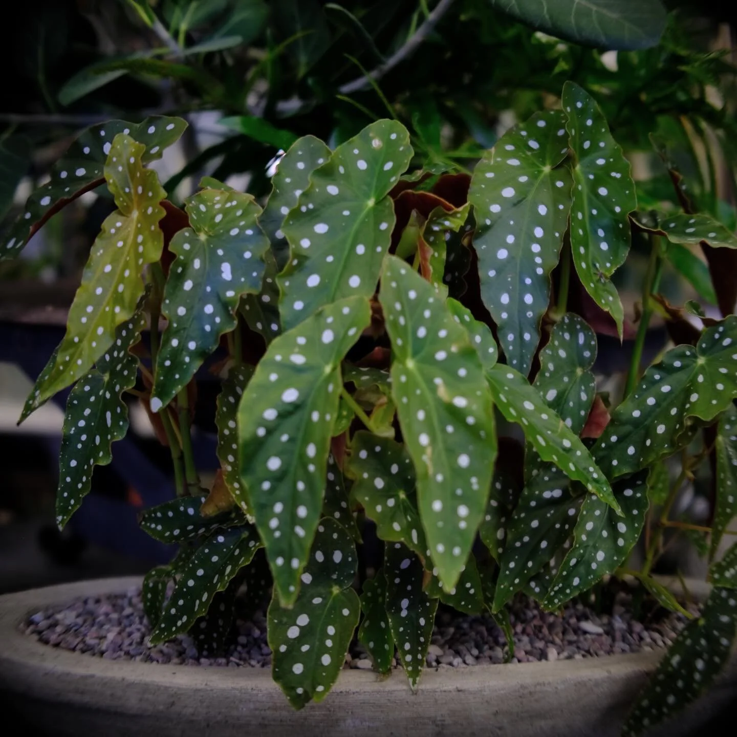 Spotted: the cutest plant in the room 🐞🌱 Begonia Maculata

📷: @gusacord