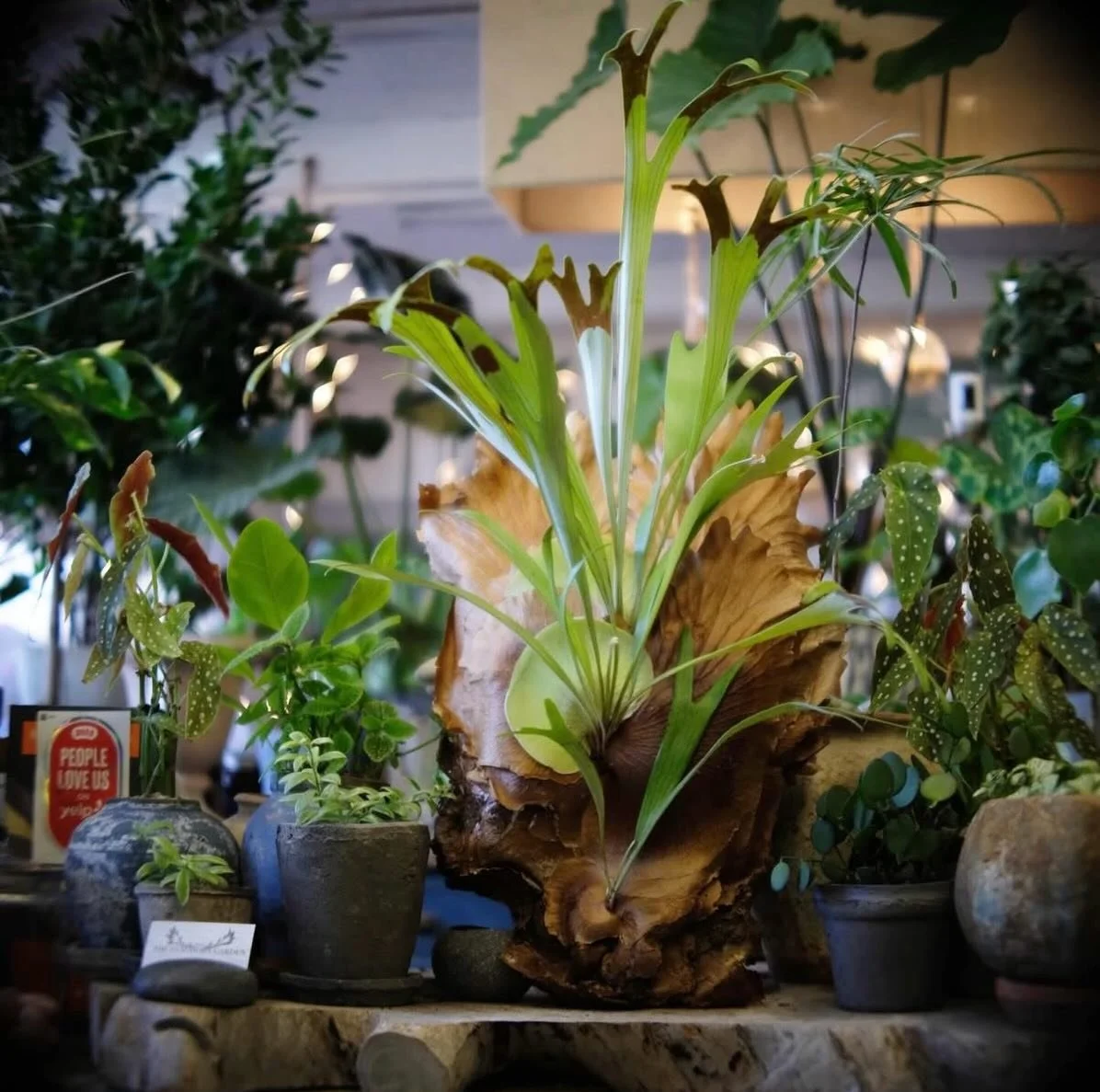 The Staghorn is wild, sculptural, and enduring. Our namesake plant thrives where others can&rsquo;t - clinging, growing, transforming. A quiet reminder that resilience can be beautiful. ❤️

Stop by The Staghorn Garden to get yours!

📸 @gusacord 

#t