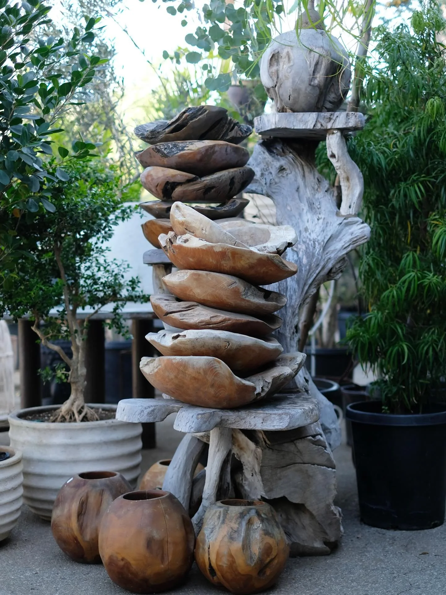 A beautiful wooden pot elevates plants of all shapes and sizes 🌱🪴🌴🪾 

Fun Fact: All of our wood pots are made of teak wood root, making them immune to termites and durable in rain. 

🪵 Which of our one of a kind wood pot creations is your favori