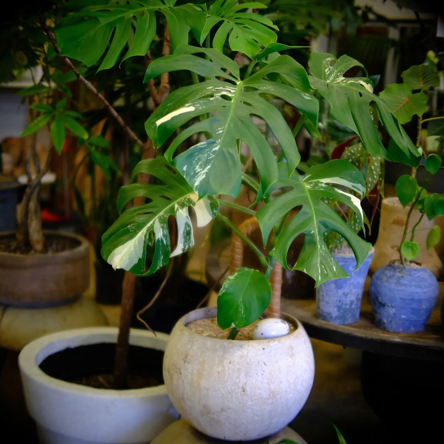 This beauty is a Variegated Monstera Borsigiana Albo. It is a rare plant, highly coveted for its unique white spots and stripes. 🦓🐞

Come check out our collection!

📸: @gusacord