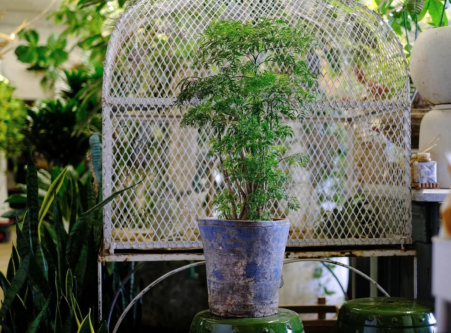 Ming Aralia dwarf tree in a gorgeous blue glazed Campania planter - what could be better? 😍🪴