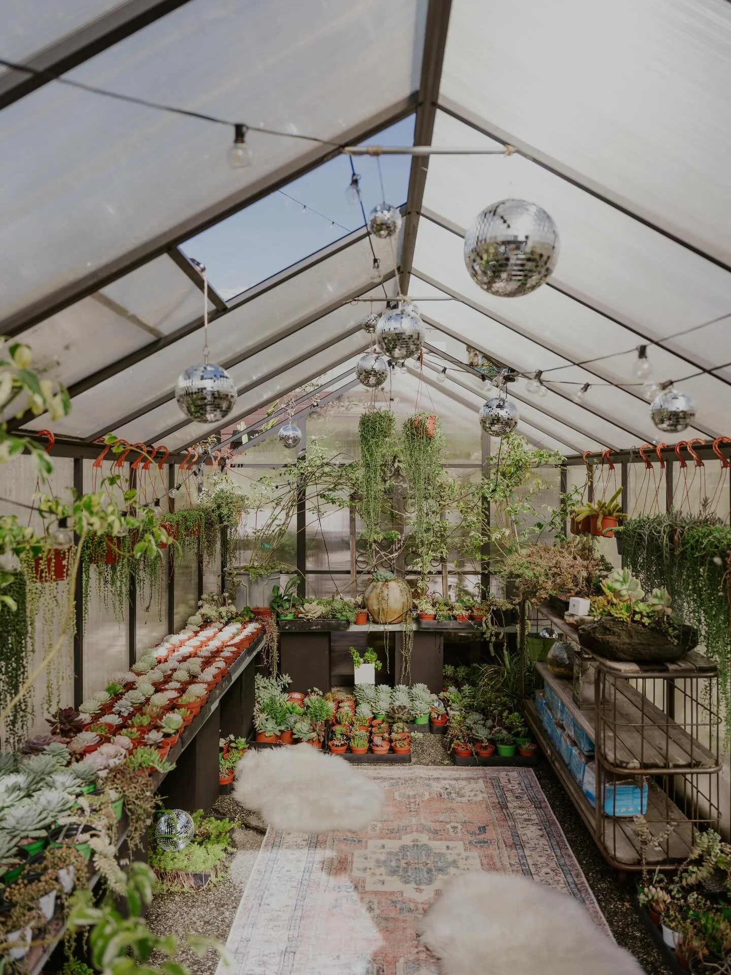 Party in the greenhouse, anyone? 🪩🕺🌱

📸: @wildflowerphotoco