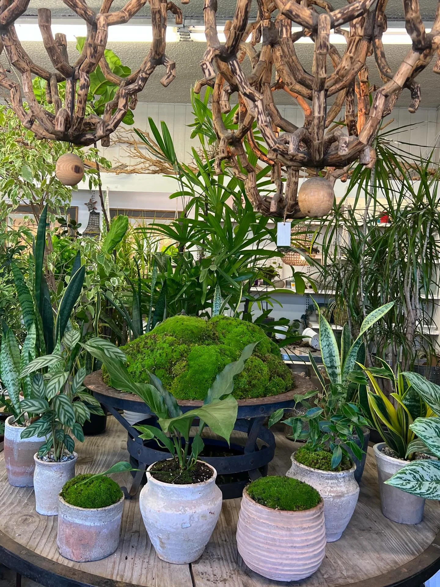 An ode to moss and its many forms 💚