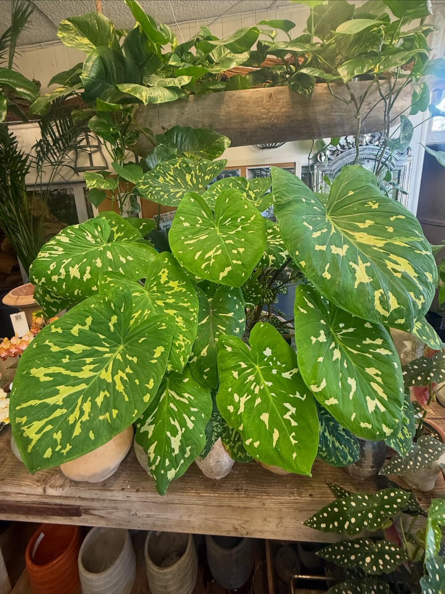 This plant is a &lsquo;Hilo Beauty&rsquo;, a tropical perennial highly valued for its striking, large heart-shaped leaves adorned with a creamy yellow &ldquo;camouflage&rdquo; pattern. Come get yours today 💚✨