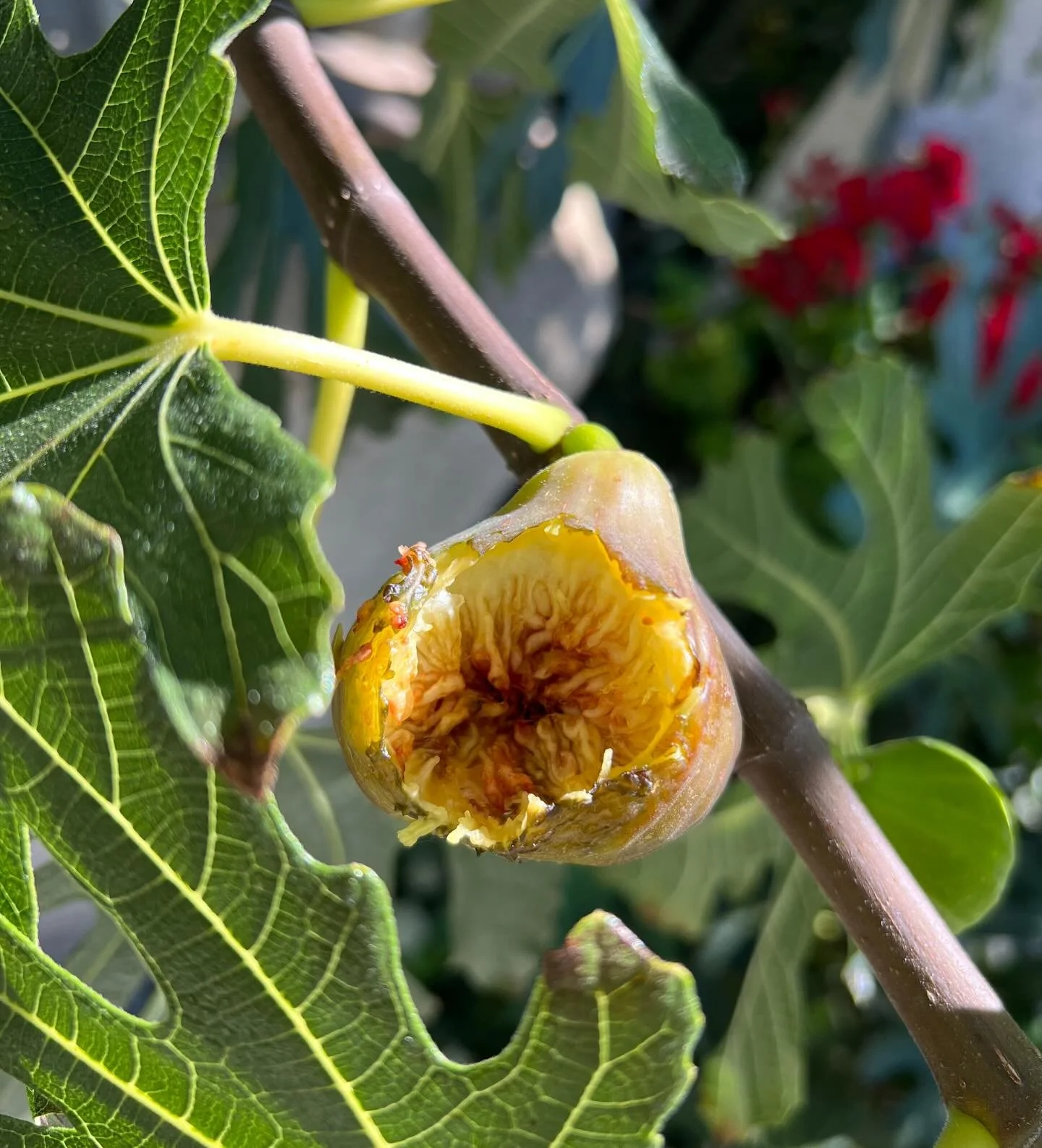 Spring has sprung and so have its fruits! Figs, mulberries, strawberries, pineapples and more, all here at The Staghorn Garden 🍓🍎🍍🍊🍋
