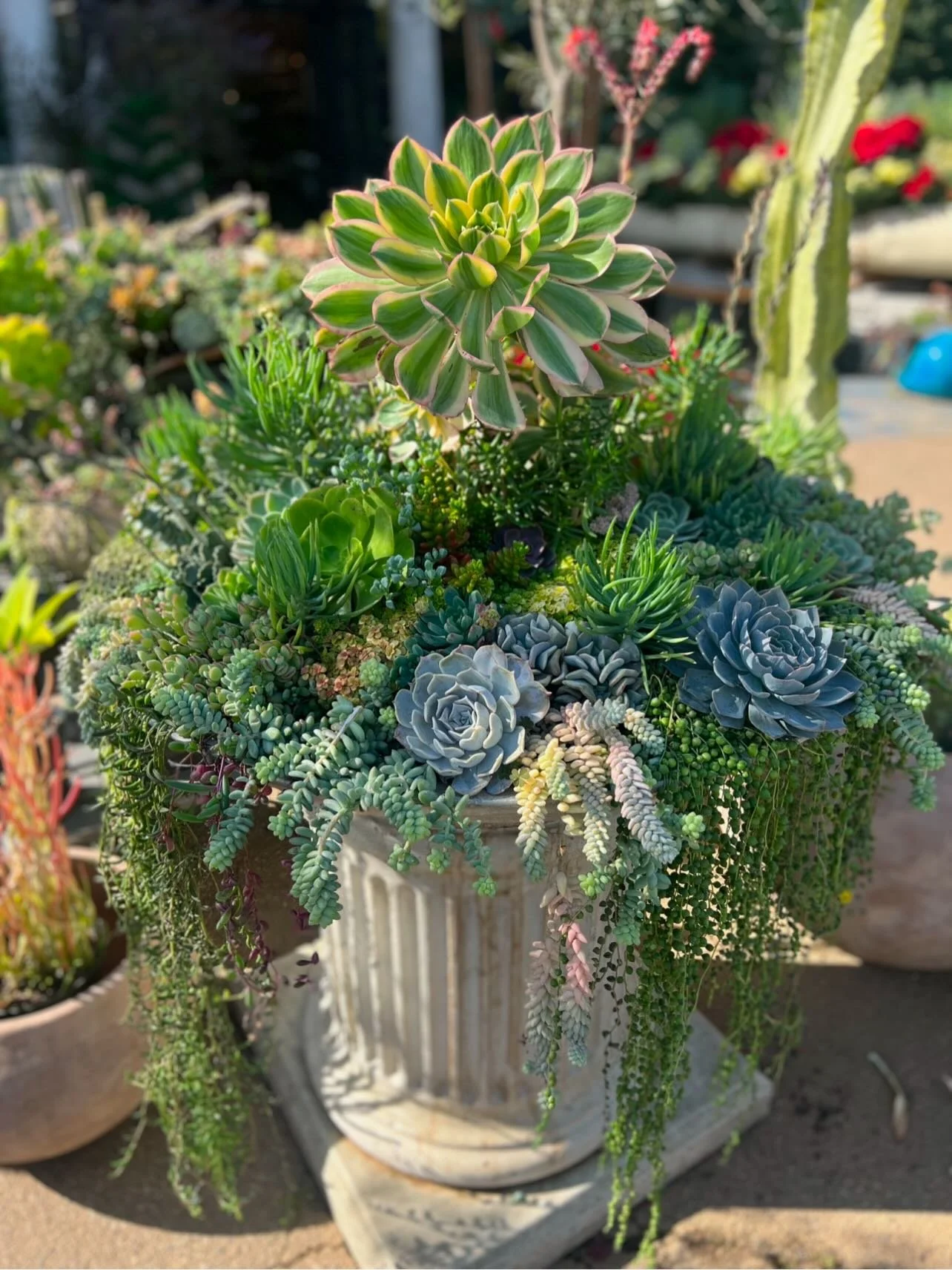 Summer succulents 🪴☀️⛱️

#succulents #thestaghorngarden