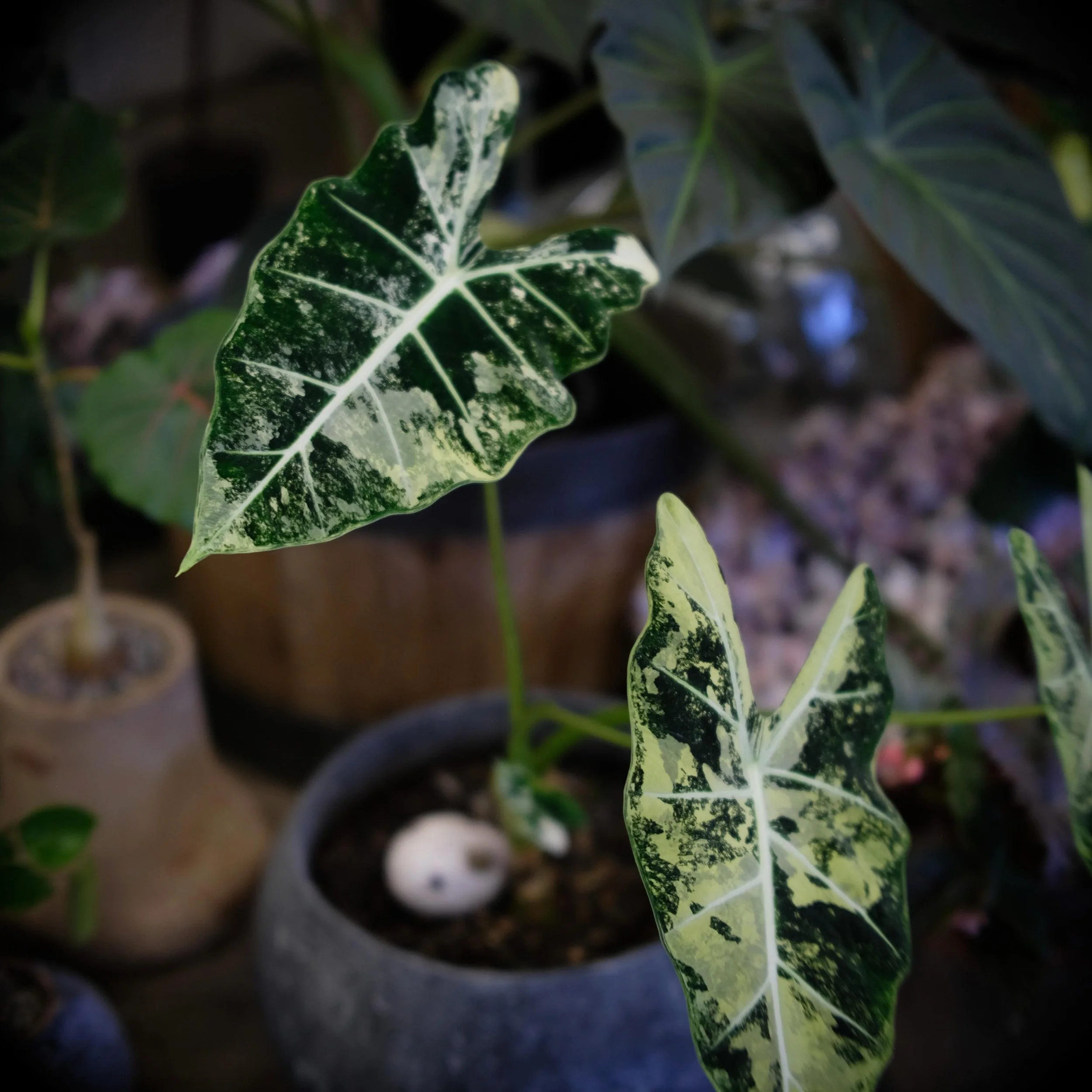 Alocasia &lsquo;Frydek&rsquo; Variegata 🪴 Not only does this beauty have unique colors, it also have velvety leaves! 

Come check out our selection at The Staghorn Garden, open 10am-6pm weekdays and 10am-7pm weekends. 

#thestaghorngarden