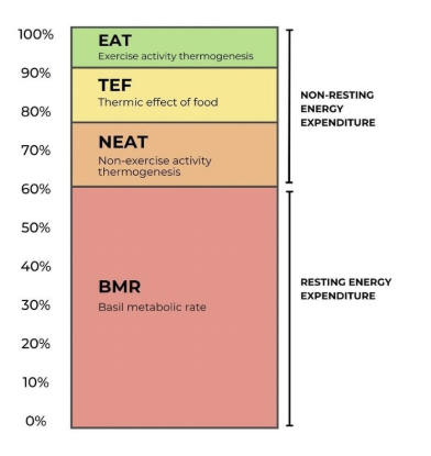 What is your metabolism?