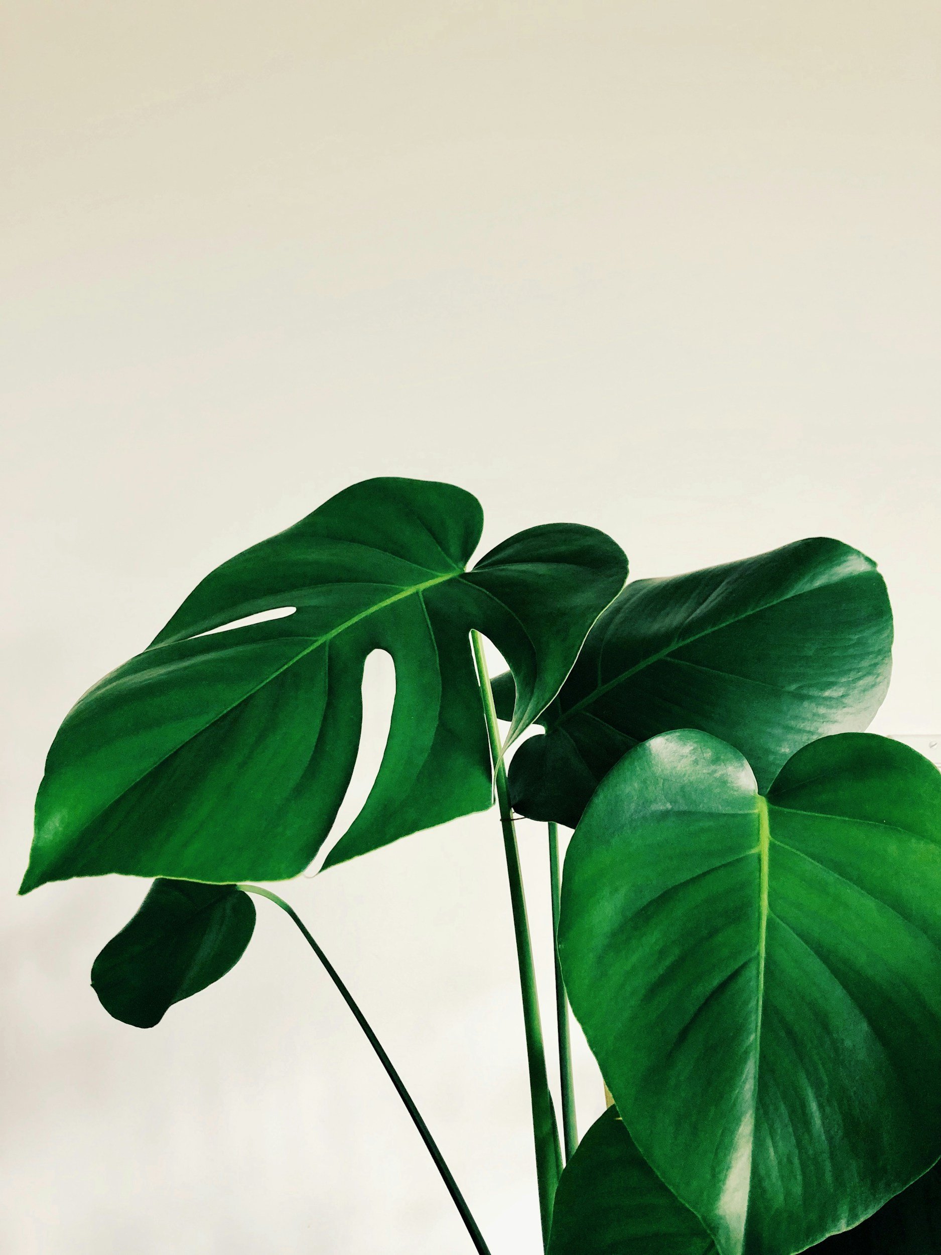 Close-up of large green monstera leaves against a plain light background.