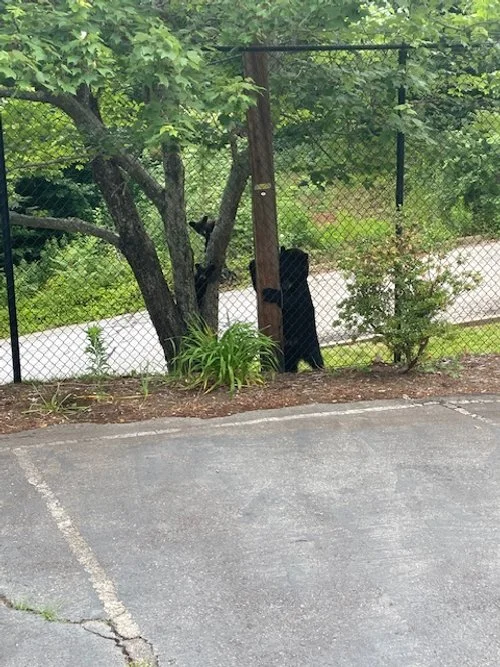 A black bear standing on its hind legs near a chain-link fence in a wooded area, with trees, bushes, and a paved parking lot in the foreground.