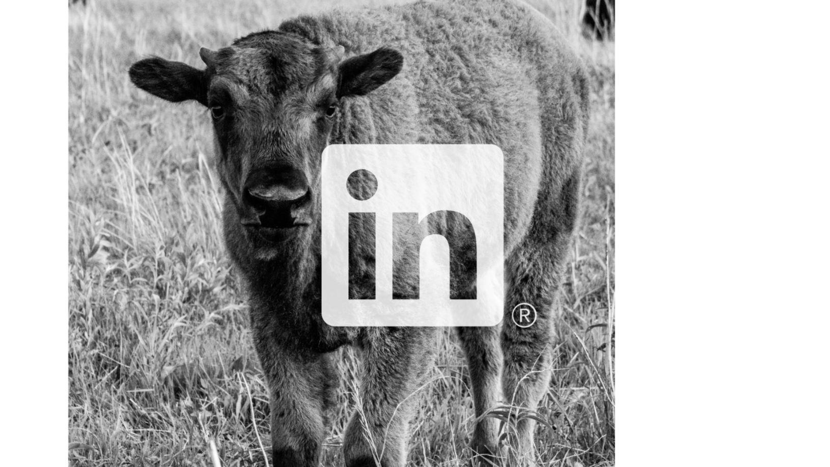 Mae Ridge Consulting, LLC