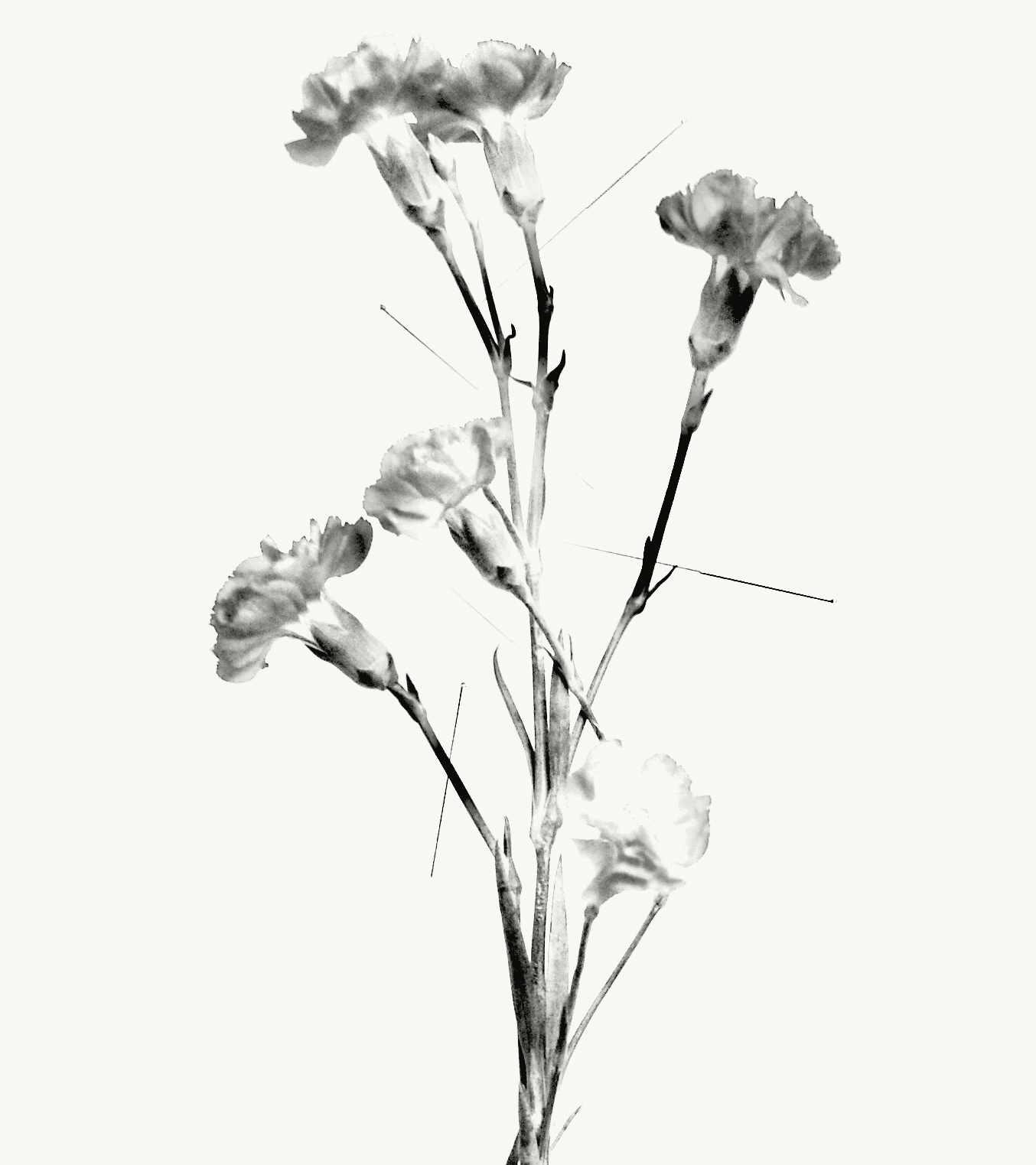 Un bouquet de fleurs de couleur claire, peut-être des œillets ou des clowns. Image en noir et blanc, avec un arrière-plan blanc.
