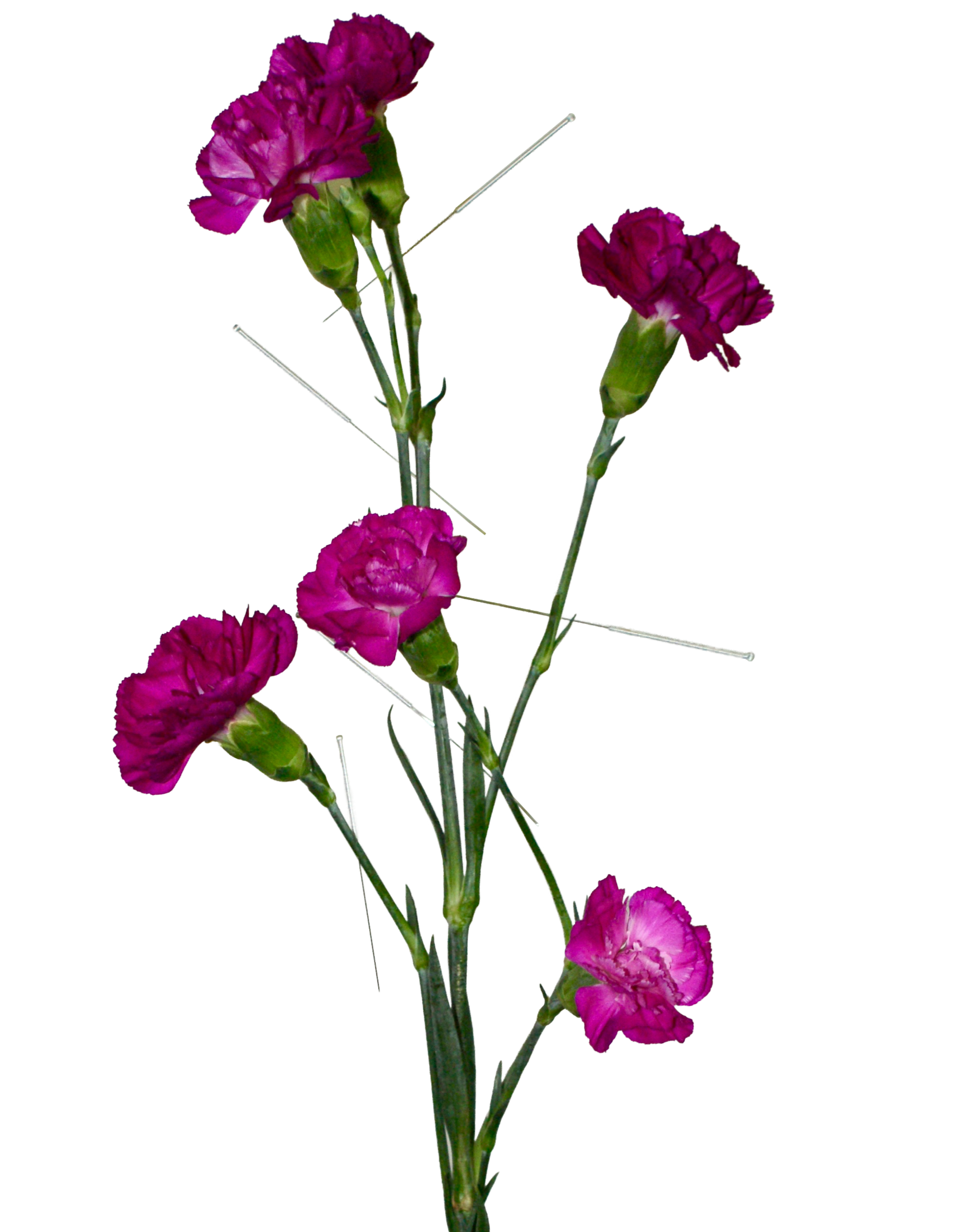 Roses pourpres en bouquet avec tiges longues et feuilles vertes.