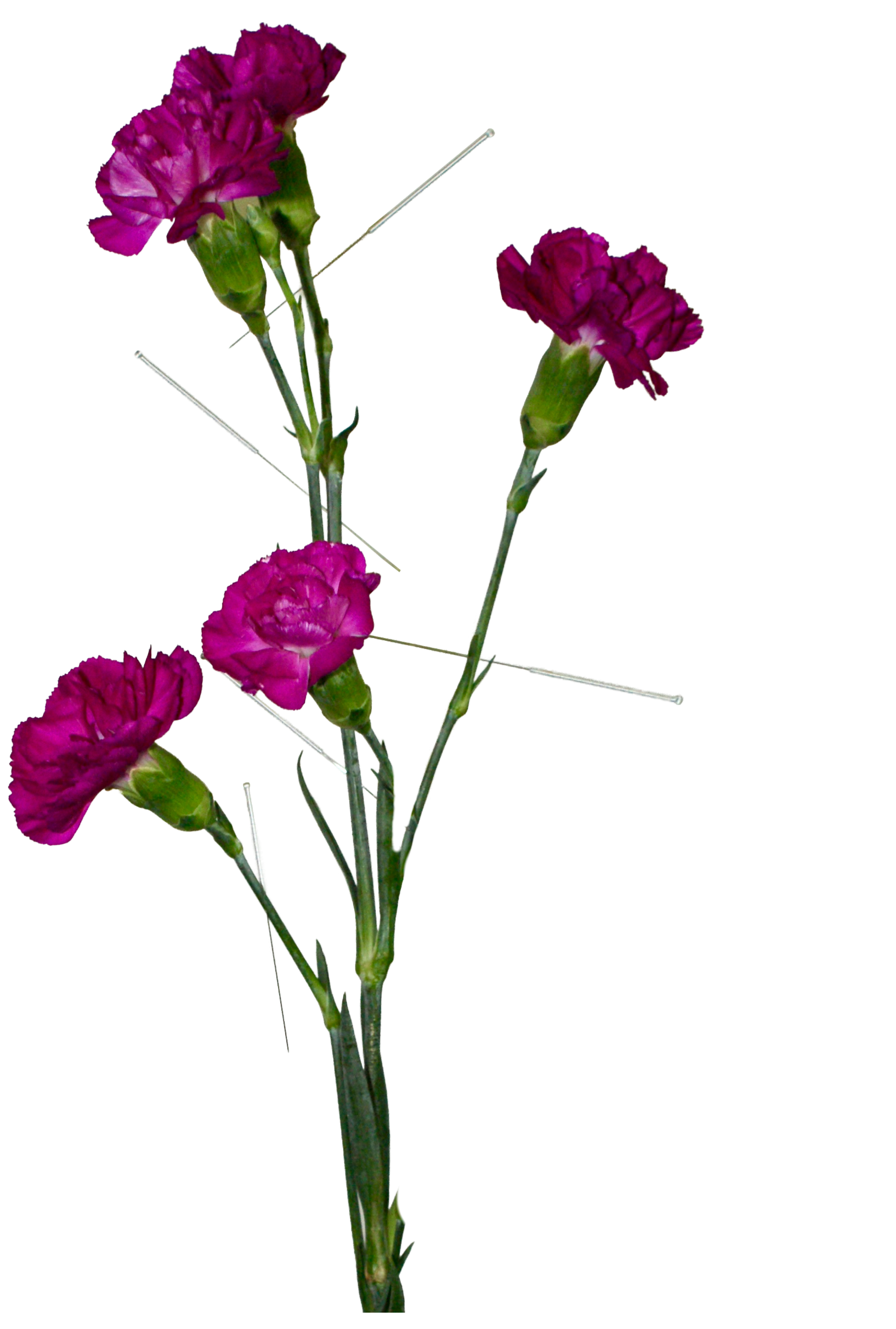Fleurs de clavel rouge foncé avec tige verte