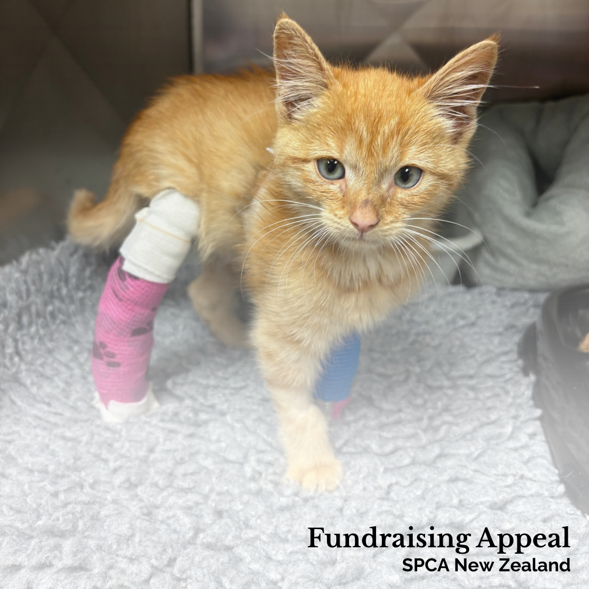 Fundraising appeal: SPCA