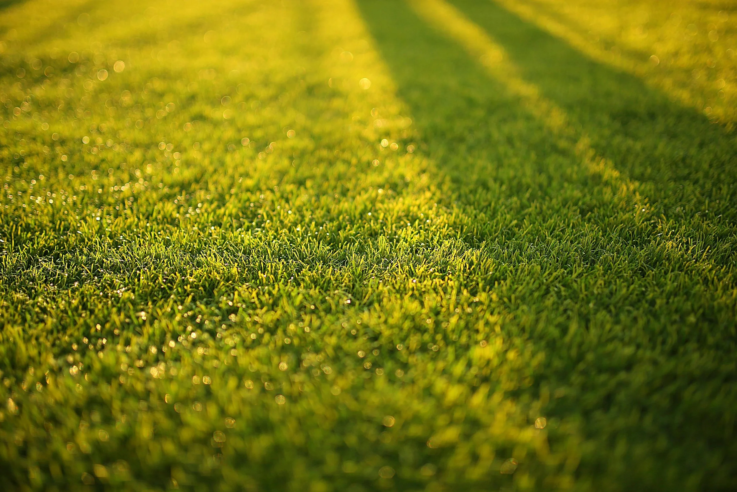 Close-up of a lush green grass field illuminated by sunlight, with a distinct grass line dividing the area.