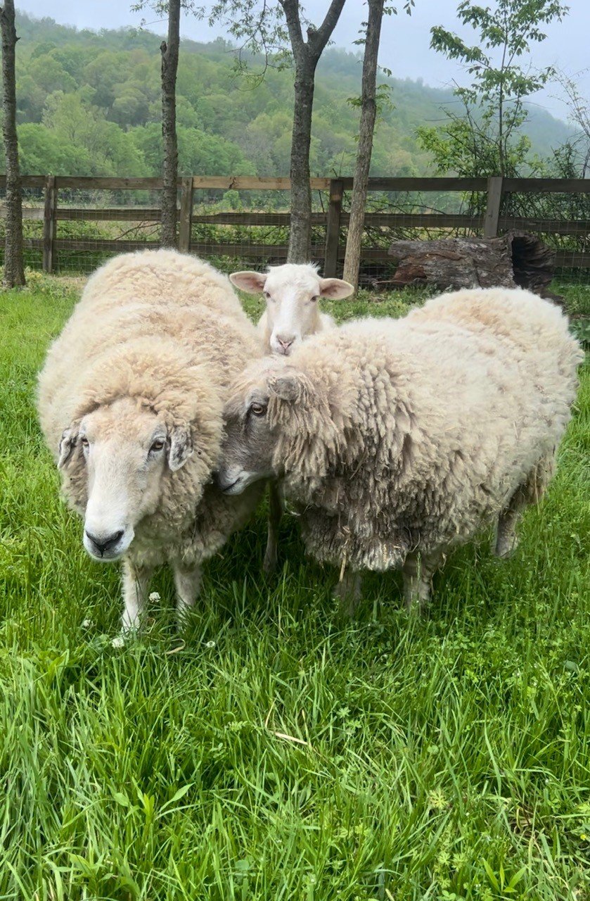 Rescued special needs sheep at Fabled Farm Rescue and Sanctuary