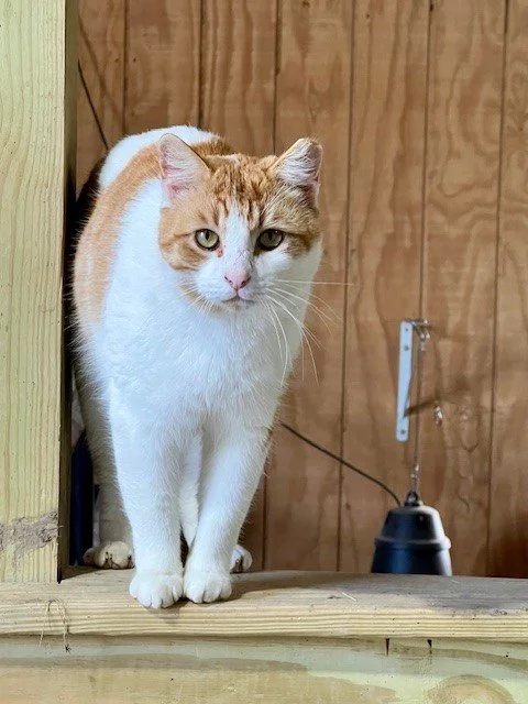 Fabled Farm barn cat