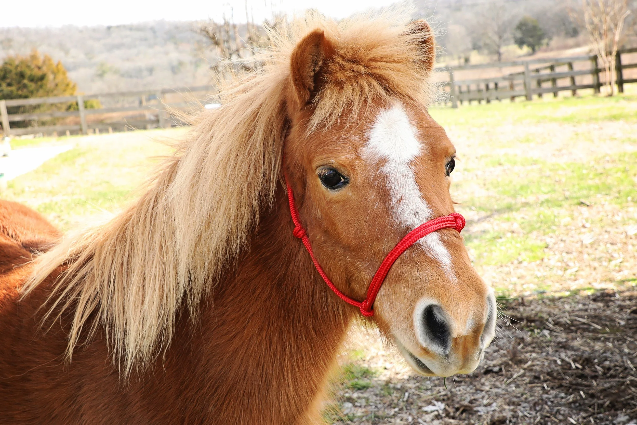 Rescued mini horse at Fabled Farm Rescue & Sanctuary