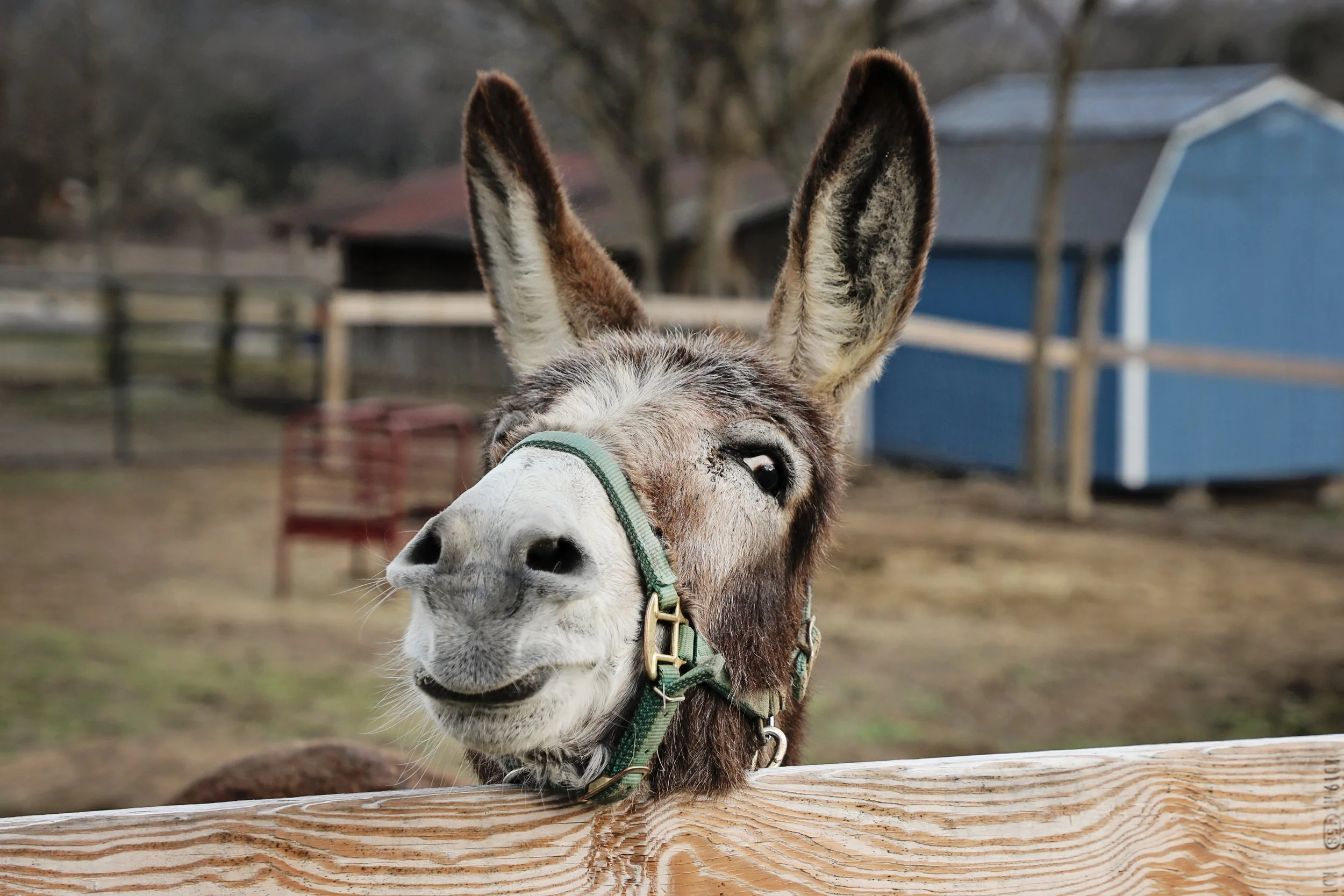 Close-up of a smiling donkey leaning over a wooden fence, with a rural background including sheds and trees.