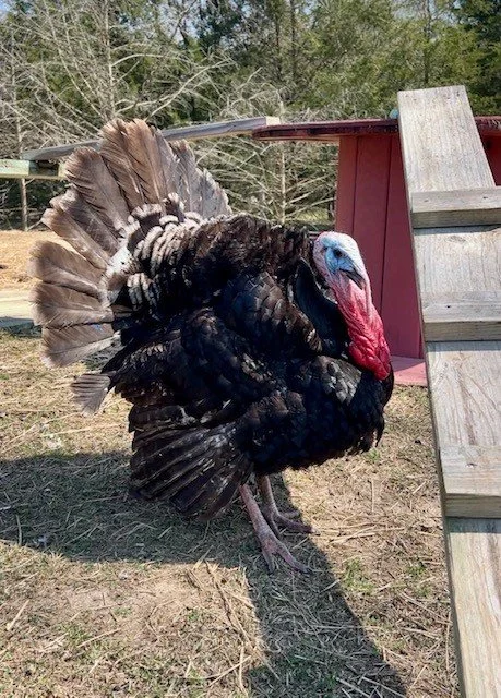 Rescued turkey at Fabled Farm