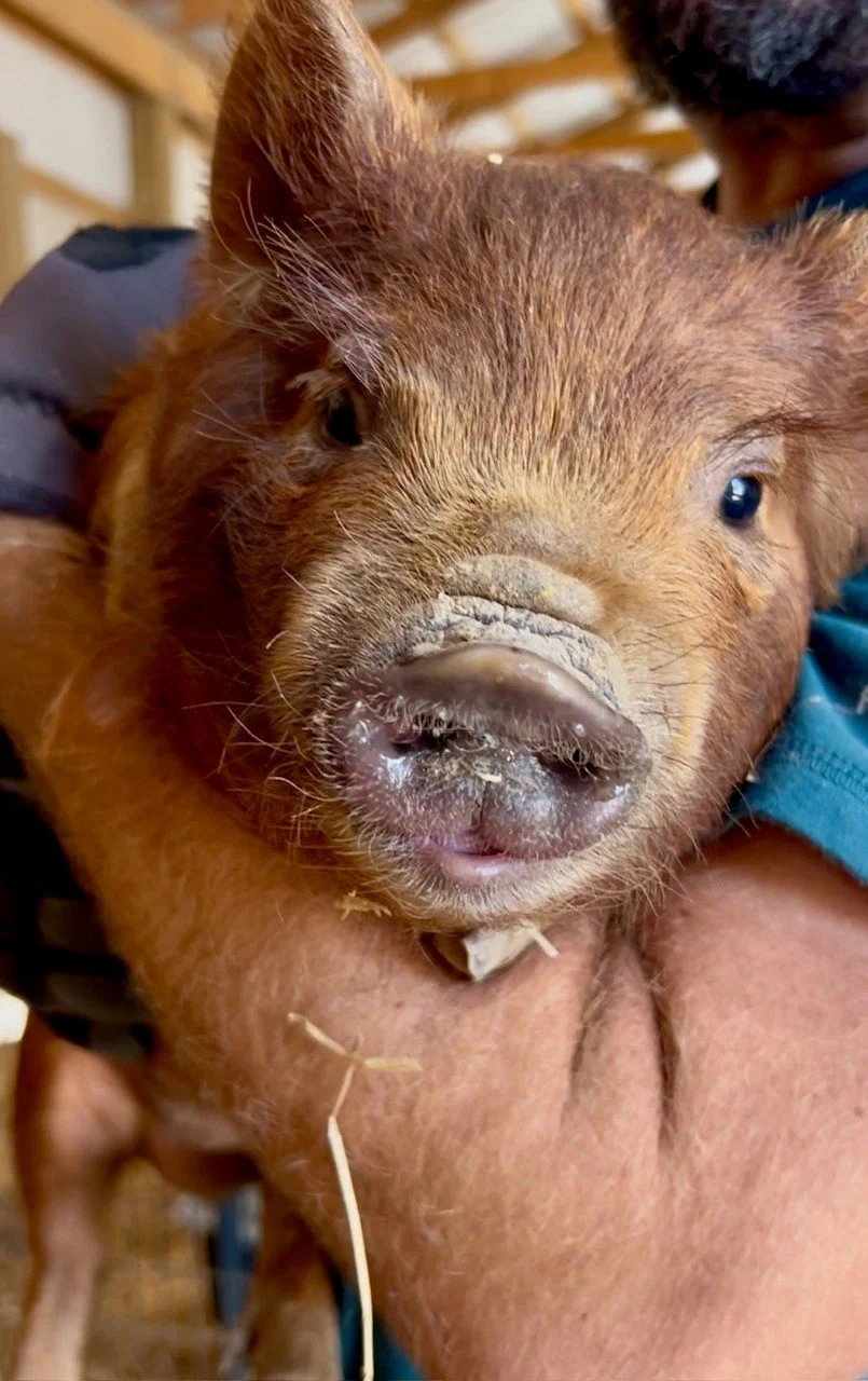 Rescued animal Fabled Farm Rescue & Sanctuary