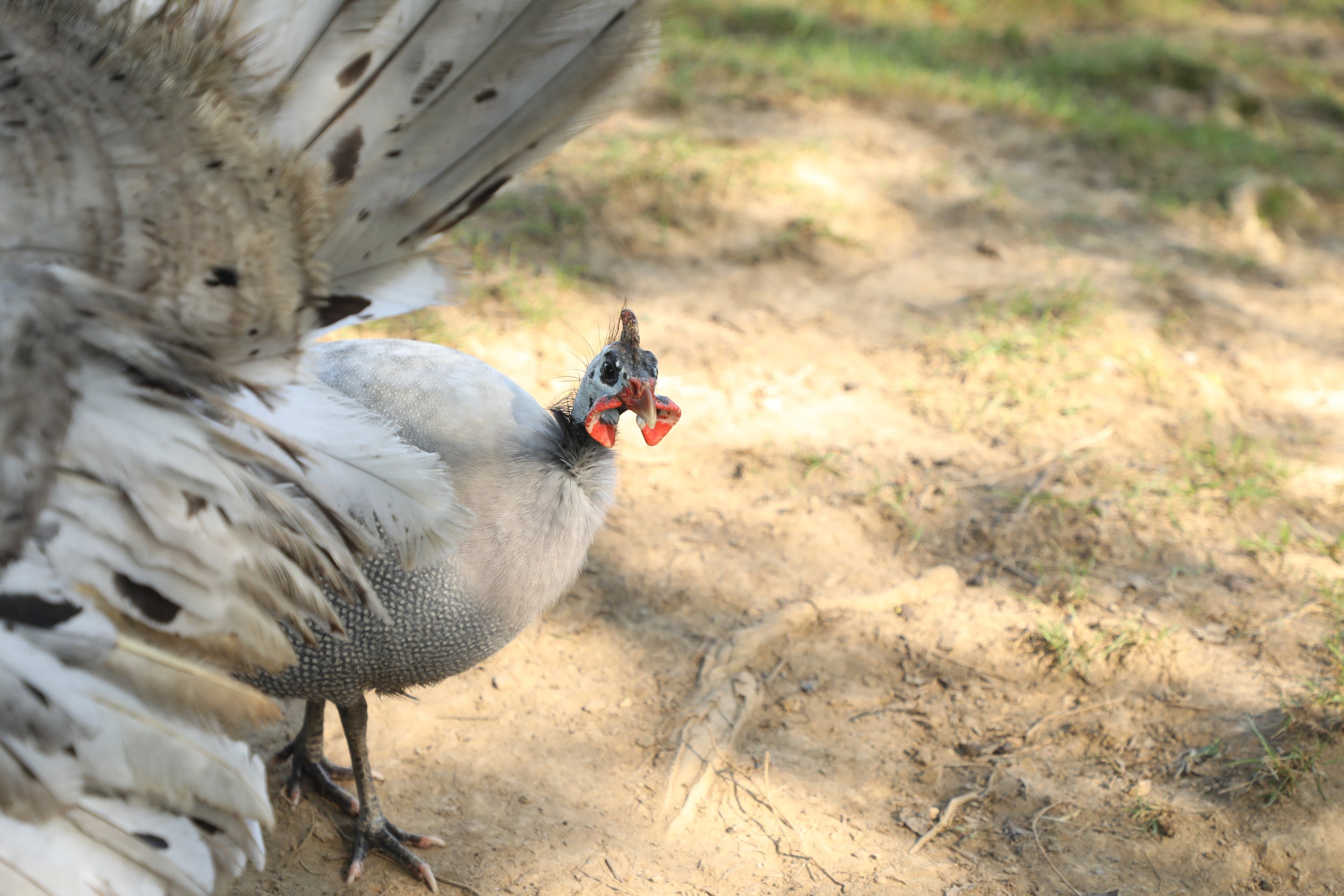 Rescued turkey at Fabled Farm Rescue and Sanctuary