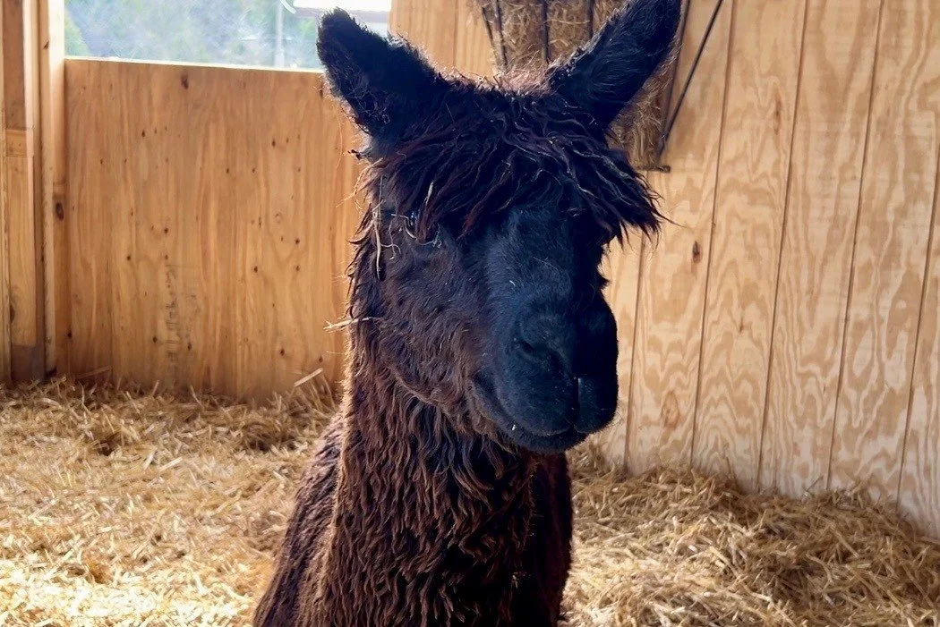 Rescued alpaca