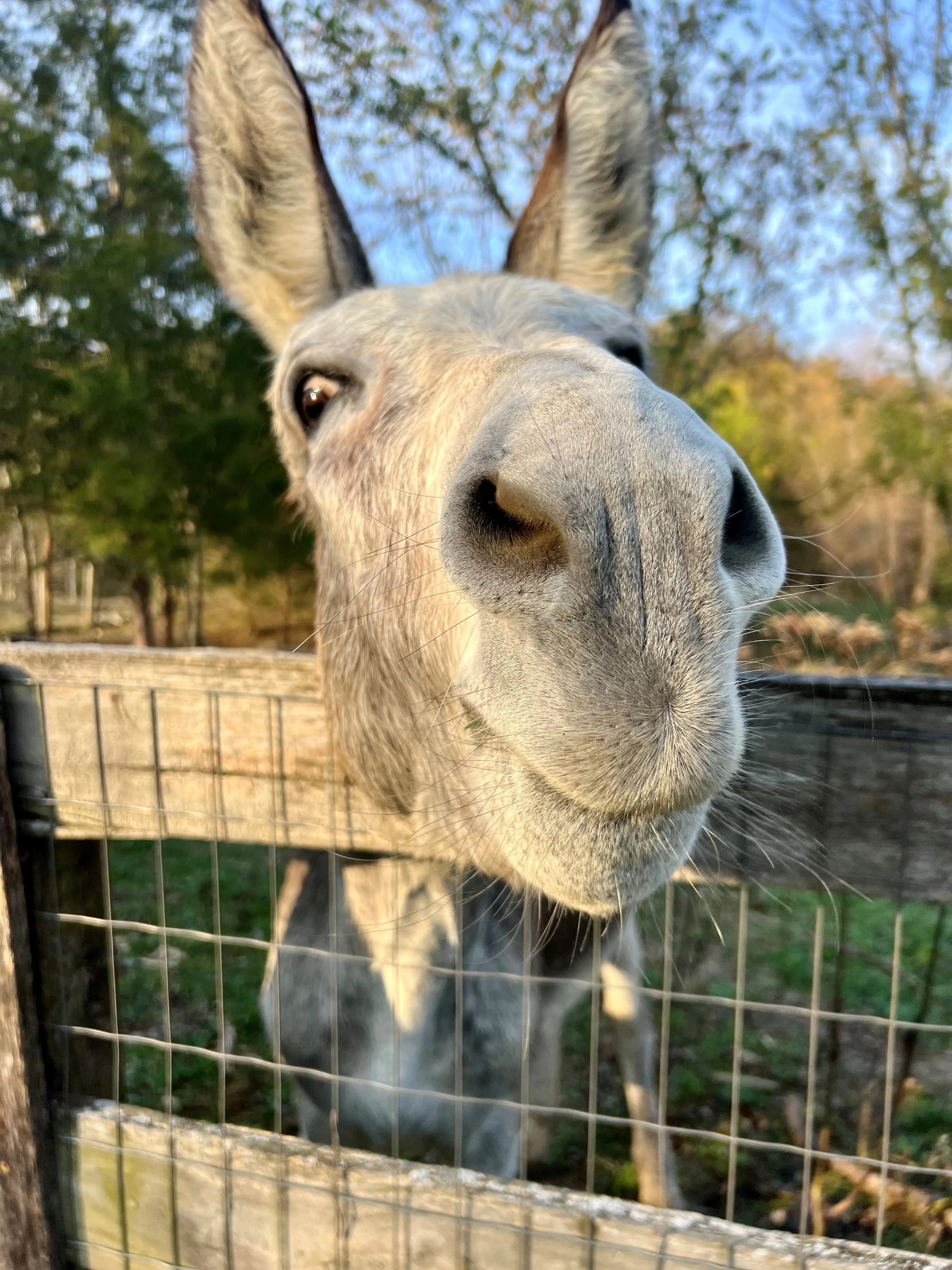 Rescued donkey at Fabled Farm Rescue & Sanctuary