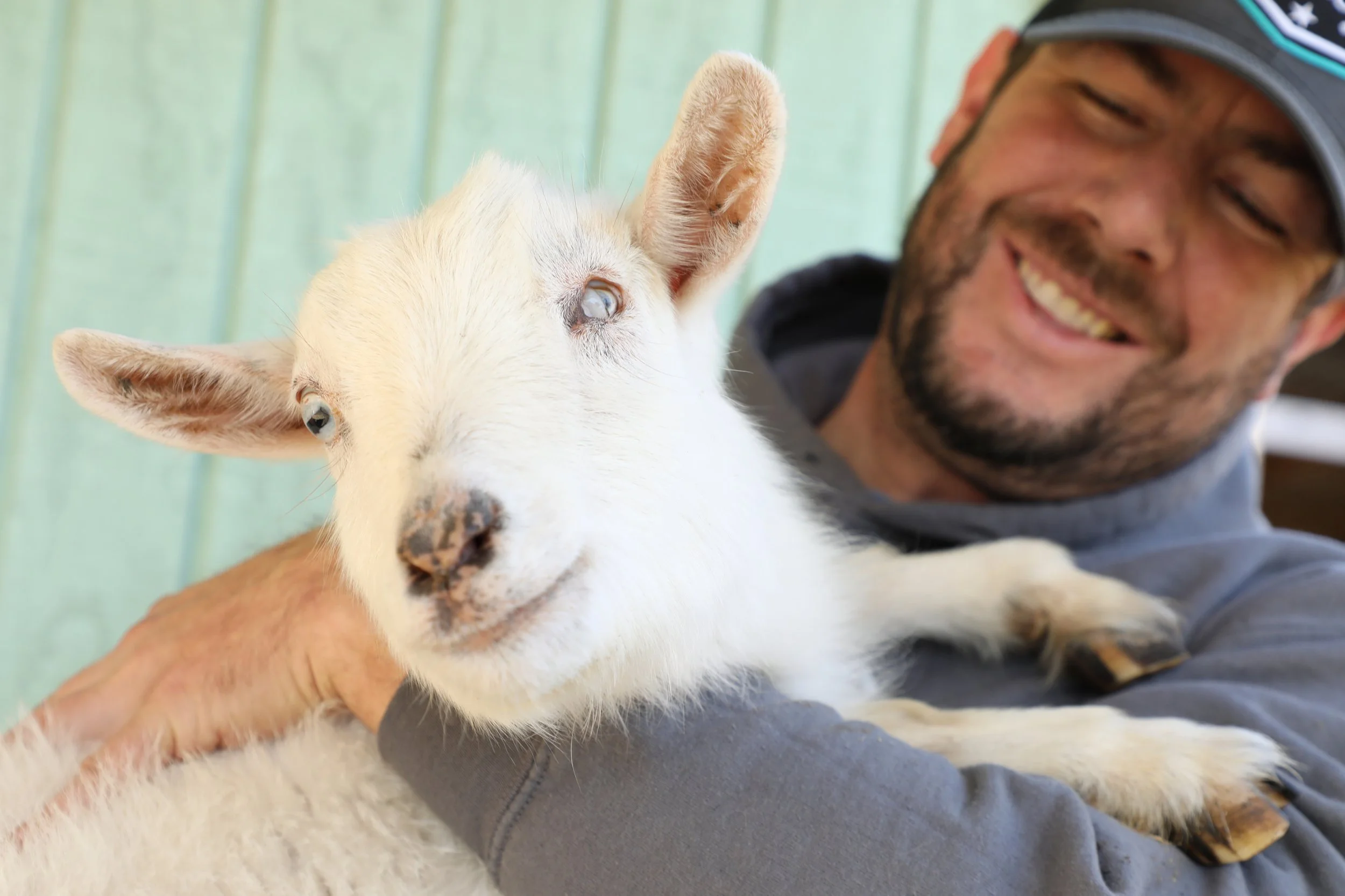 Rescued special needs goat at Fabled Farm Rescue and Sanctuary