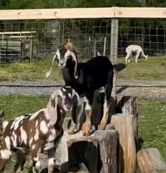 Rescued goat at Fabled Farm Rescue and Sanctuary