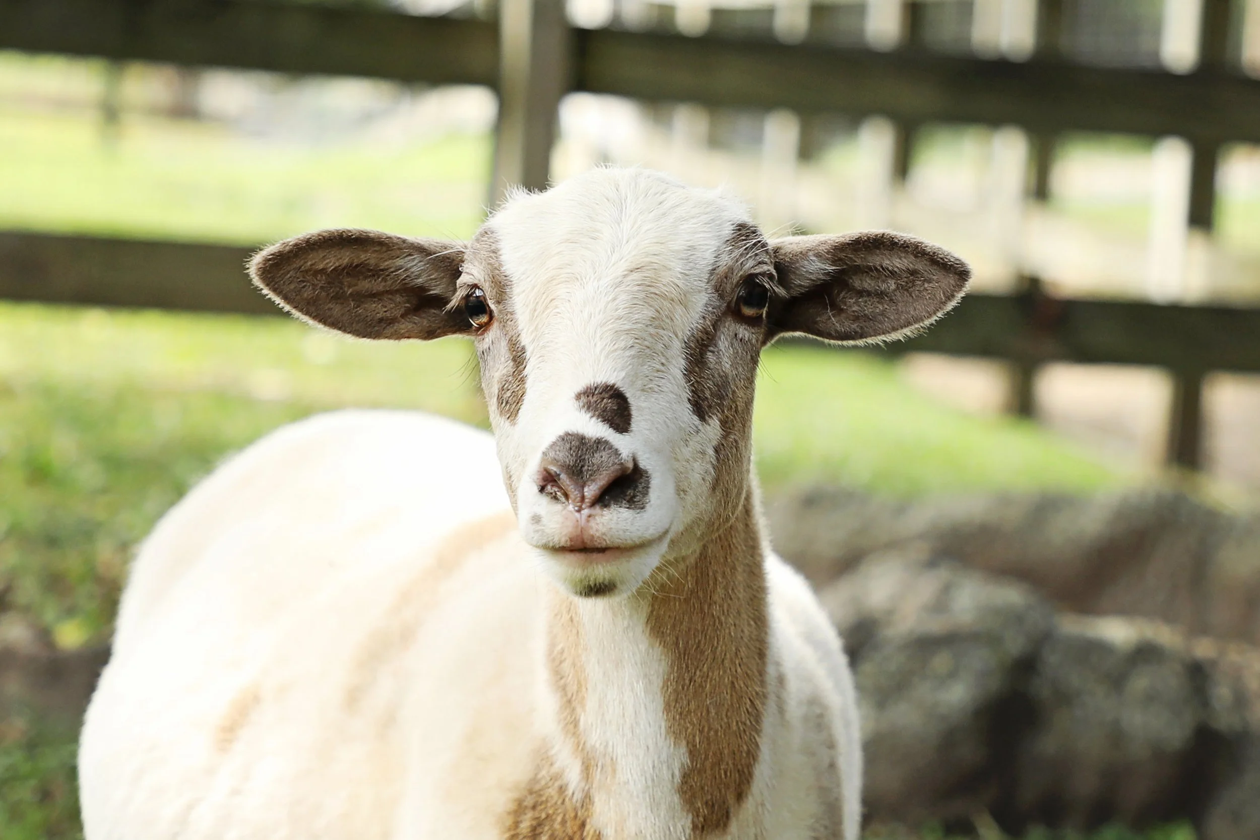 Close-up of a young goat with white and brown fur, looking directly at the camera, in a farm setting with green grass and wooden fencing in the background.