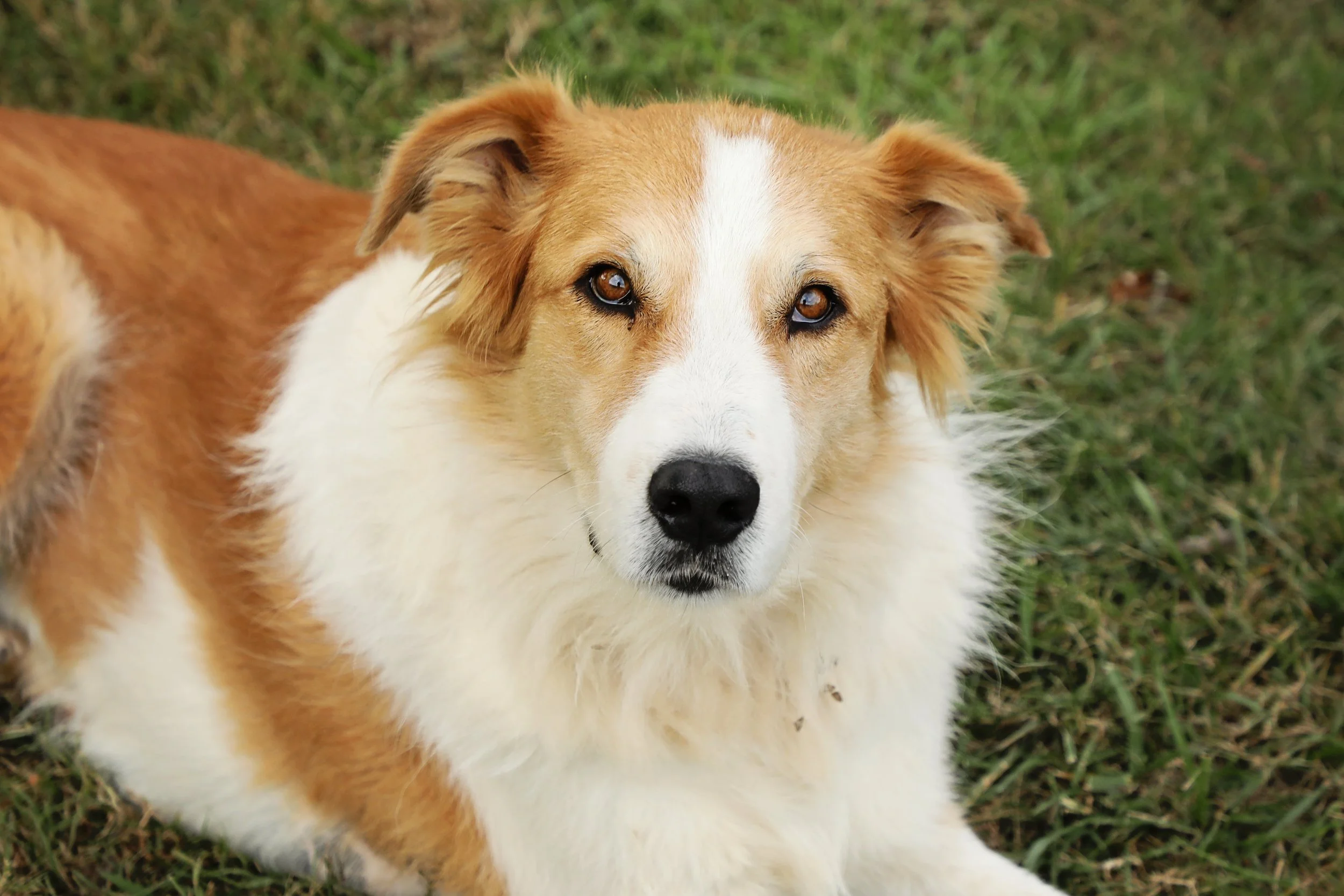 A close-up of a dog lying on green grass, looking directly at the camera.