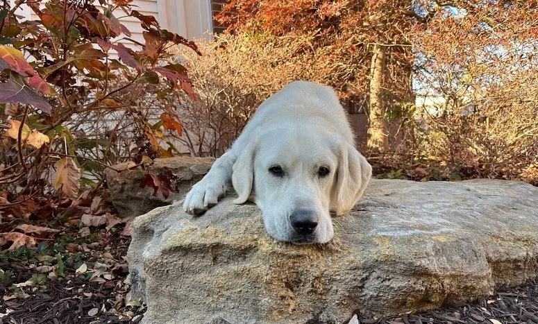 ❤️ Courtesy Posting &ndash; Meet Mac ❤️

Mac is an approximately 4 year old Great Pyrenees mix with a huge heart for his people. He is deeply loyal, affectionate, and all-in once he trusts you.

He&rsquo;s a true homebody and proud couch potato who l