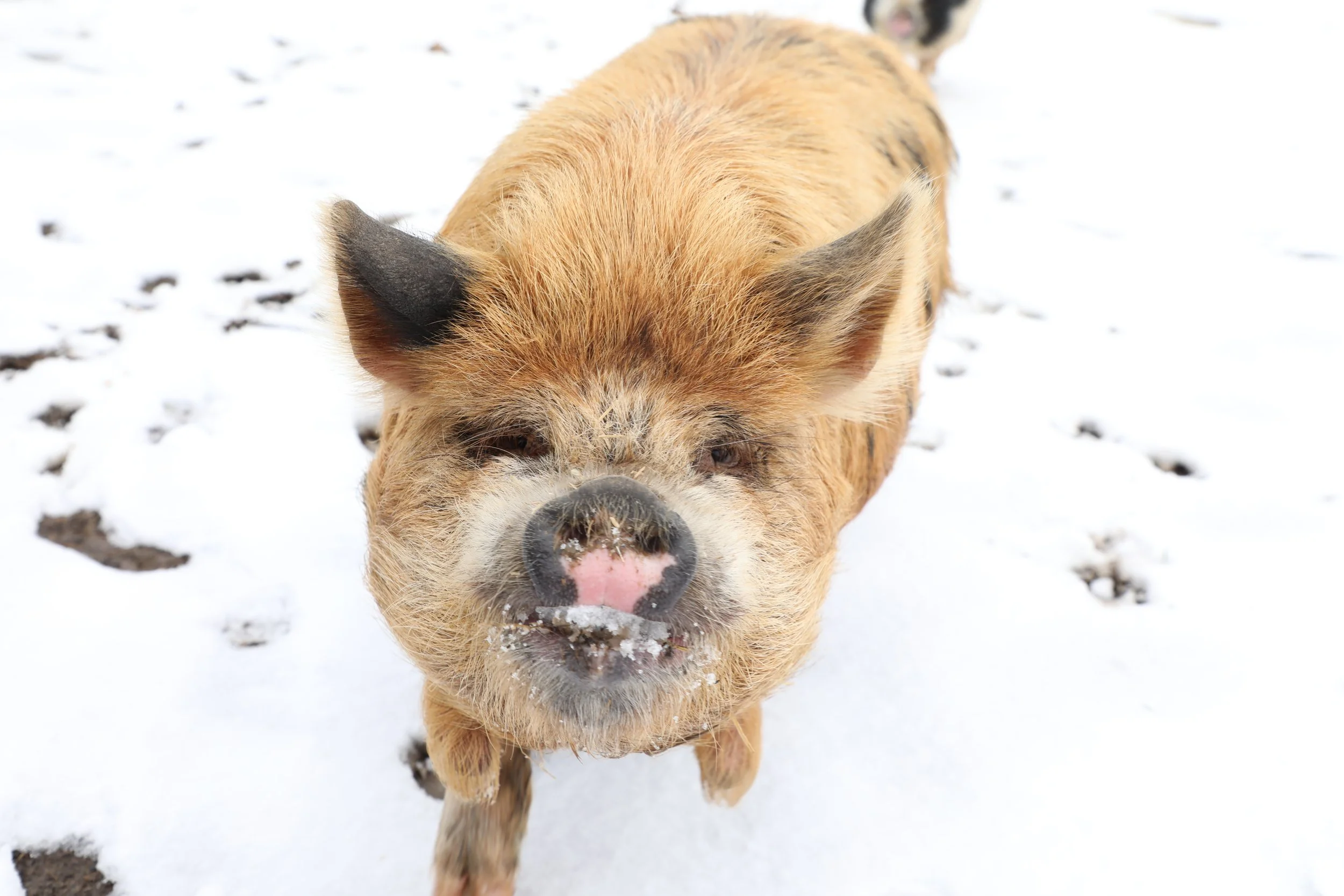 Kunekune pig
