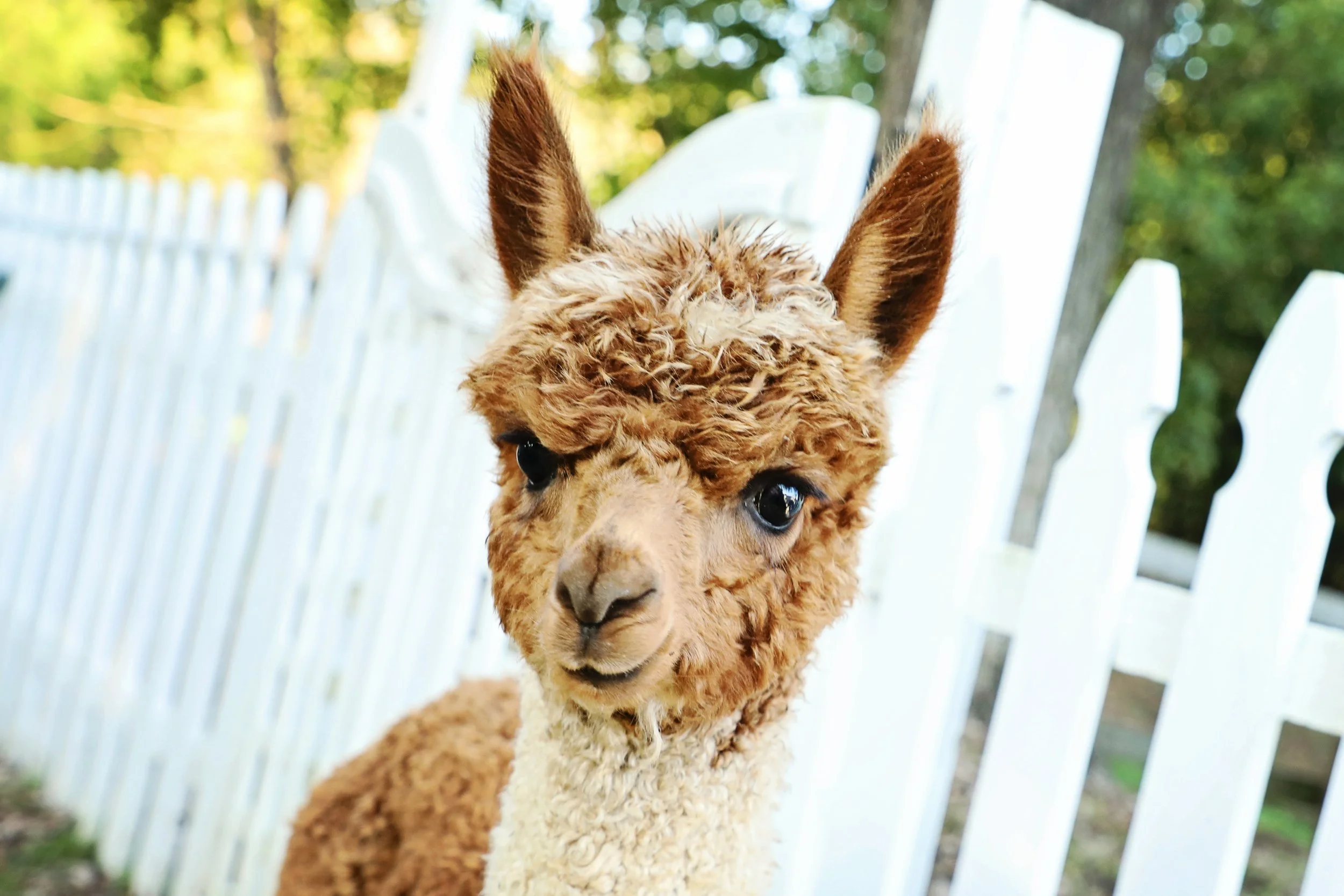 Alpaca