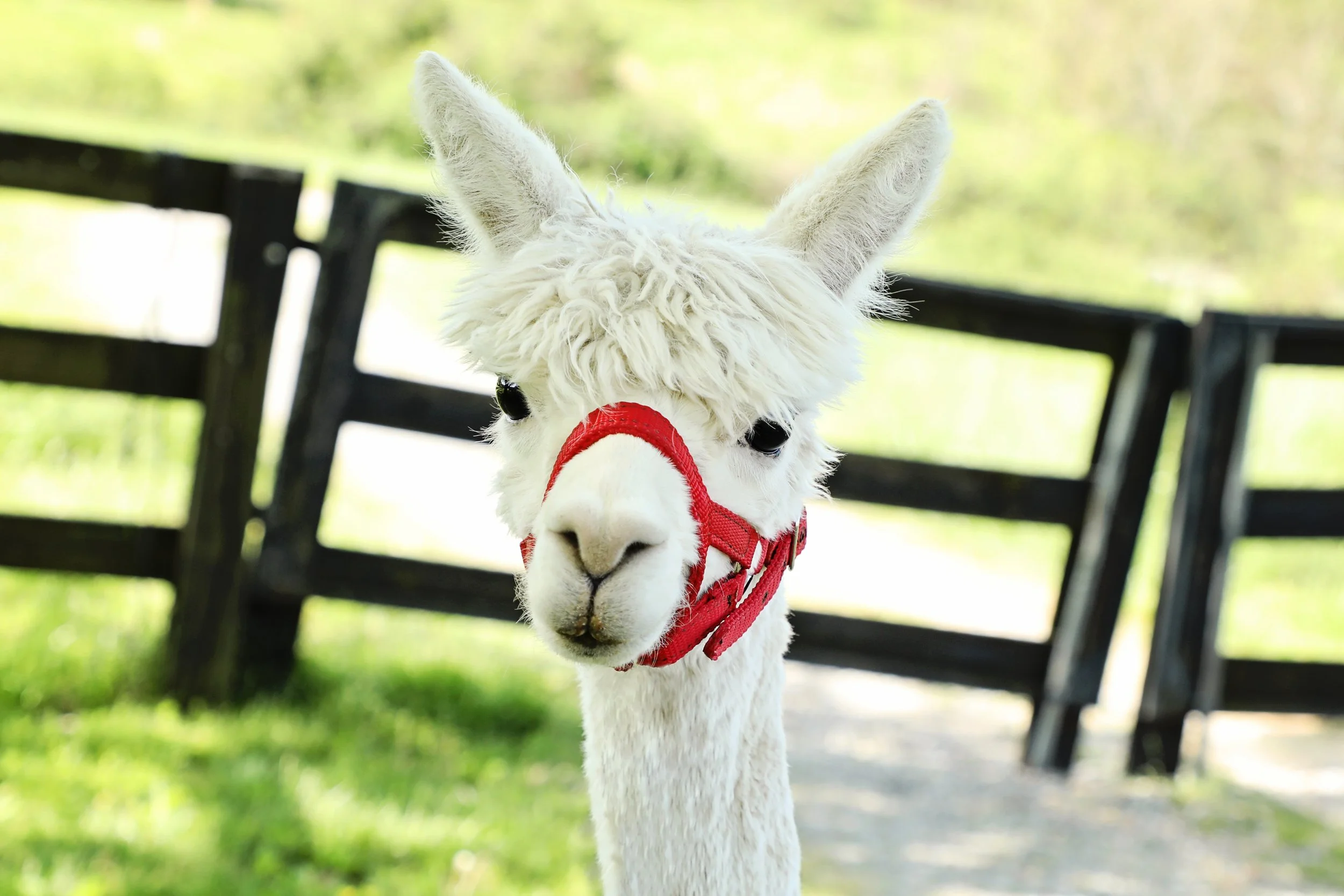 White alpaca