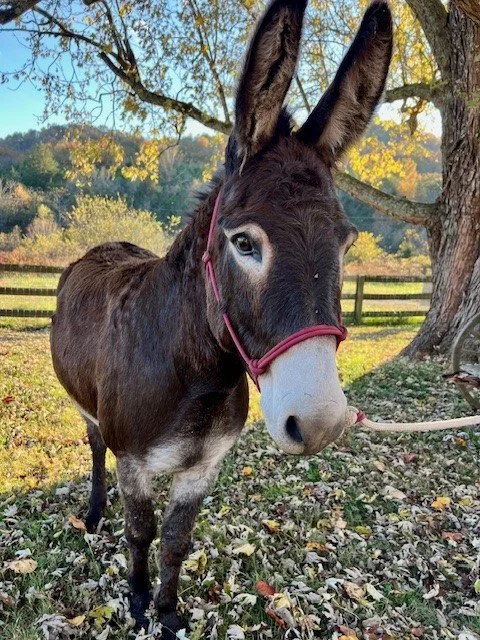 brown donkey