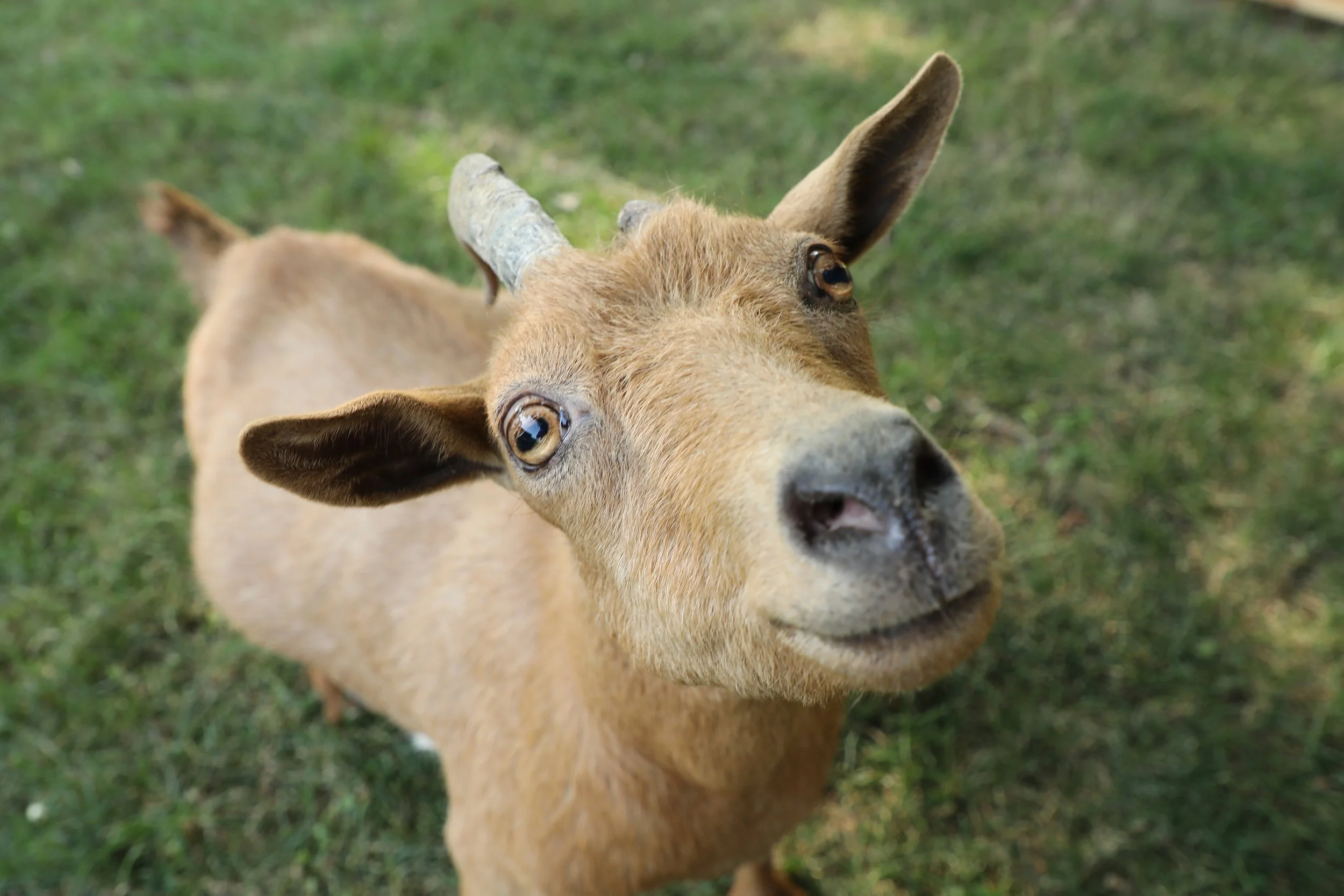 brown goat